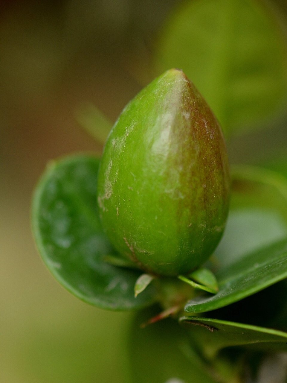 大花假虎刺 别名美国樱桃,原产南非,夹竹桃科,有针刺,枝叶果都有白色