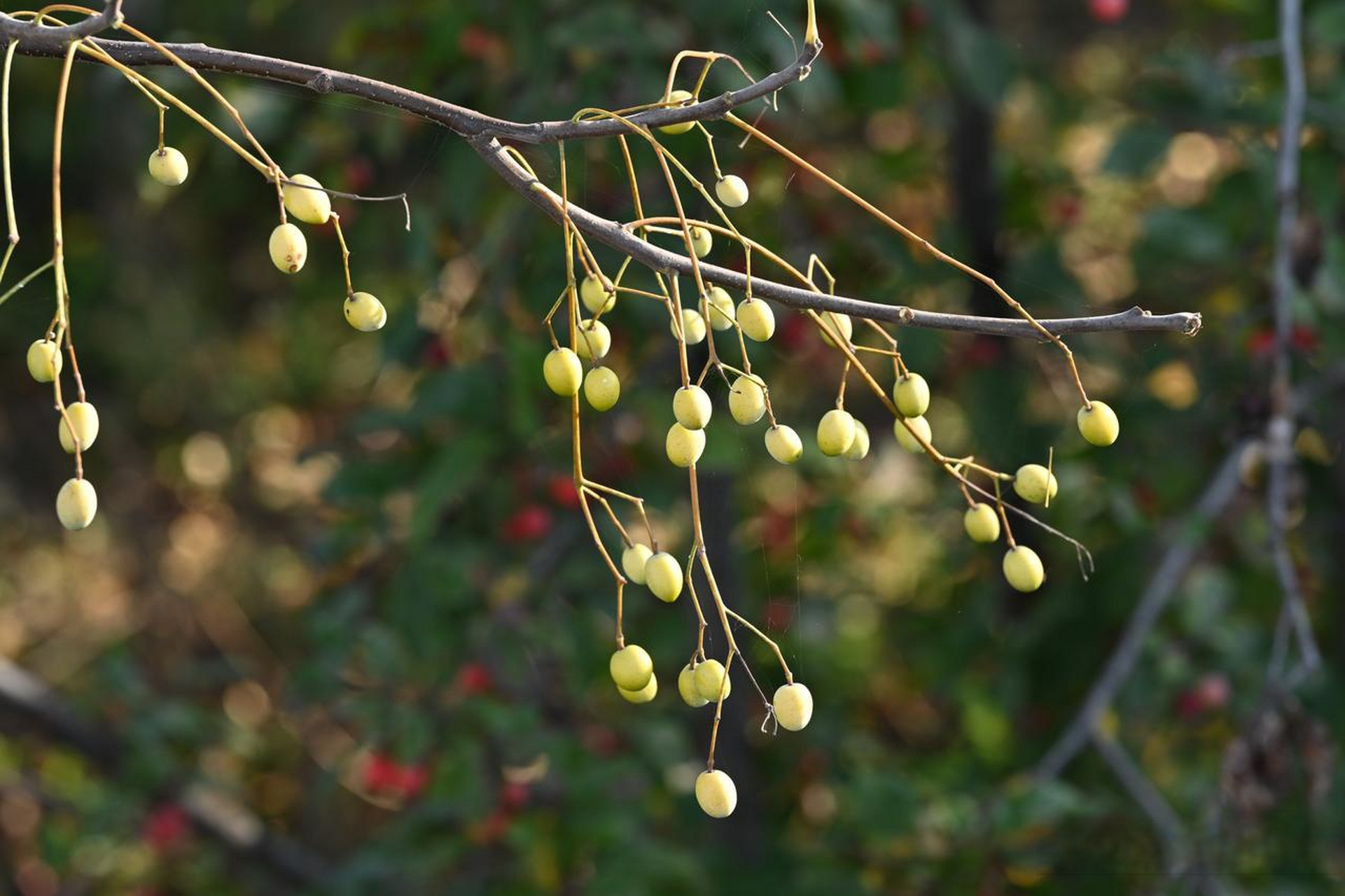 苦楝果就是苦楝树的果子,也叫苦楝子!