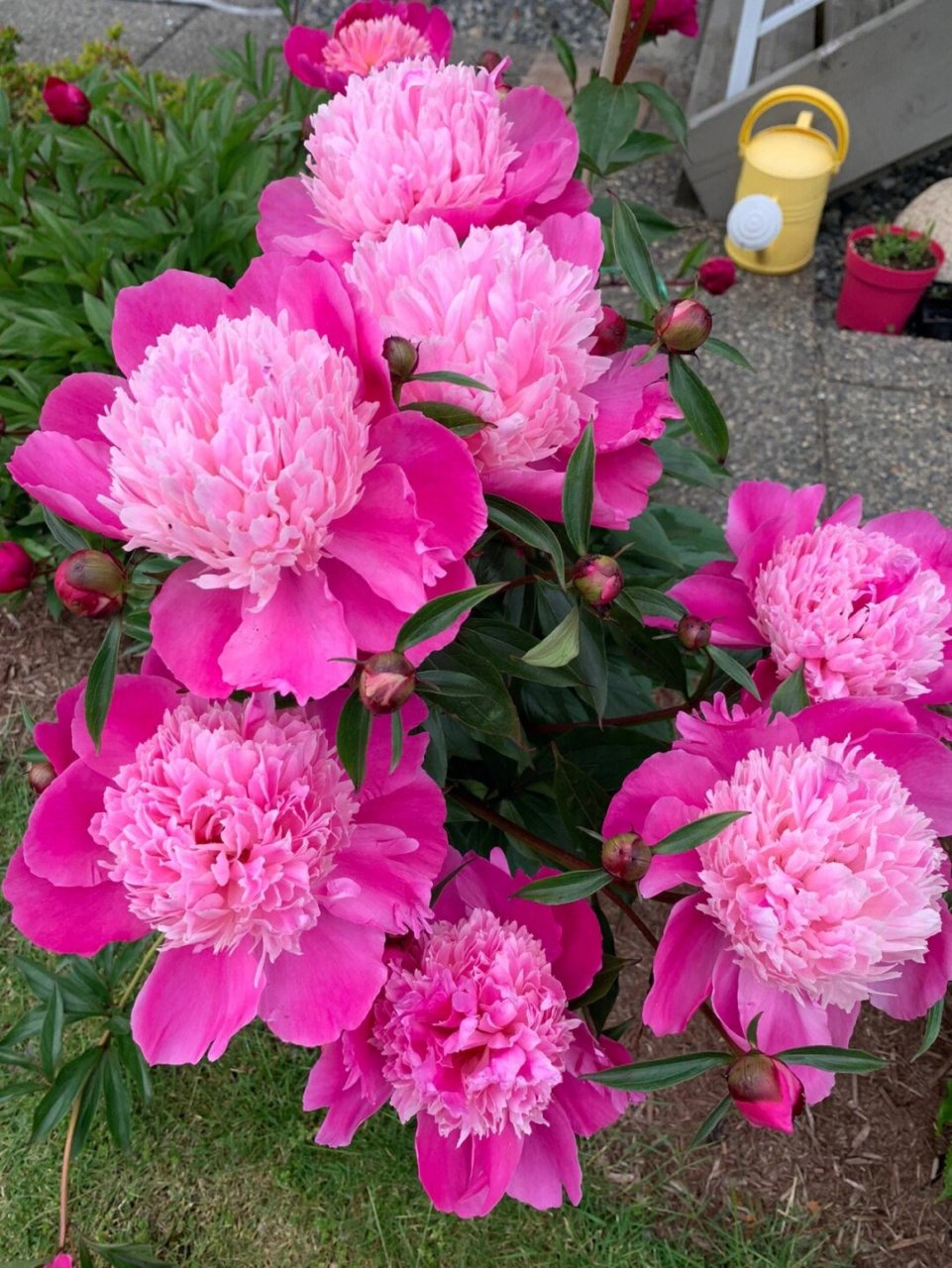 999999 说起来,"重瓣芍药花"可是个大名鼎鼎的"国色天香",因