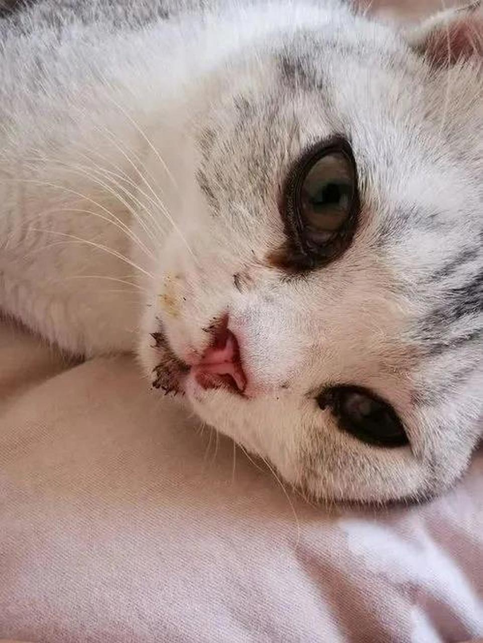 猫咪流口水还有什 很多人一见到猫流口水,就判定猫可能有口炎,猫流
