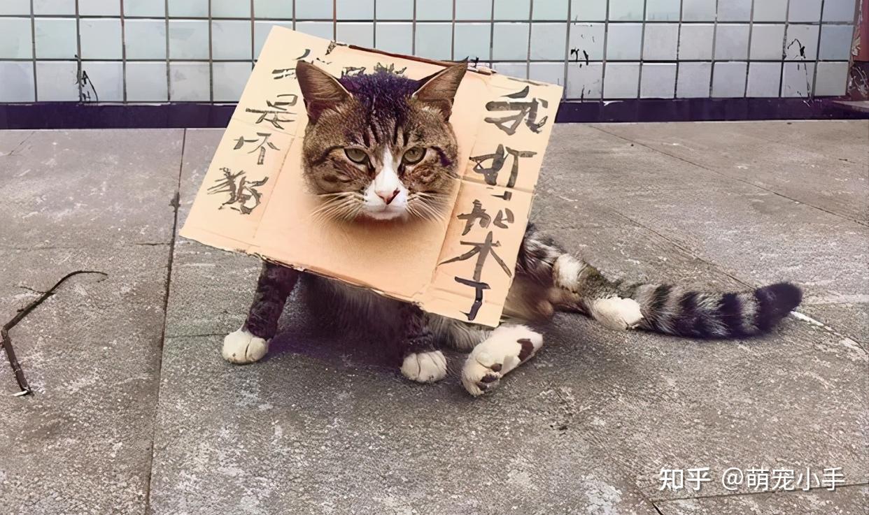 惩戒猫图片