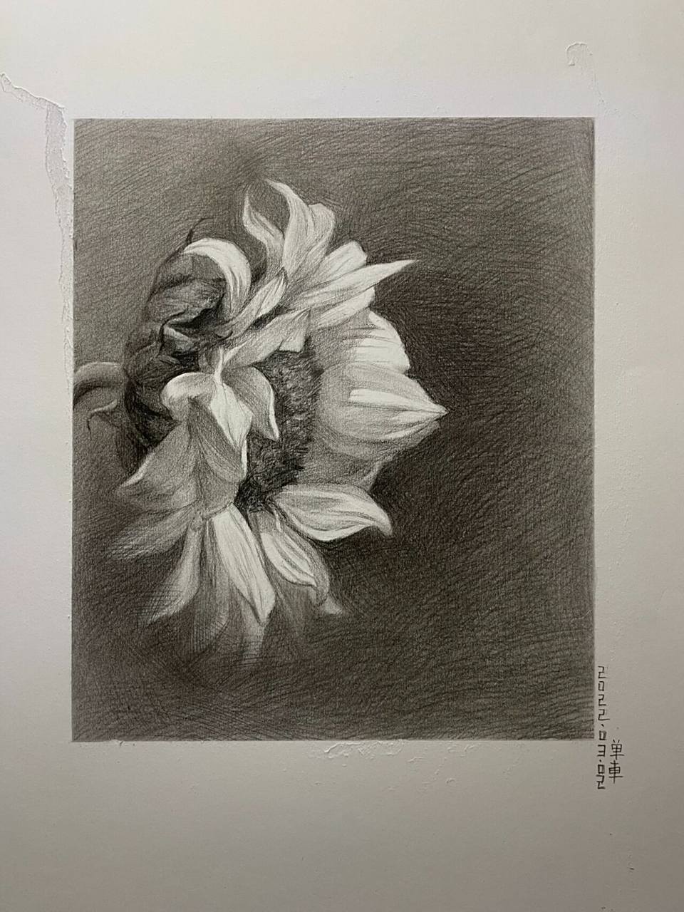 向日葵素描97(附步骤)