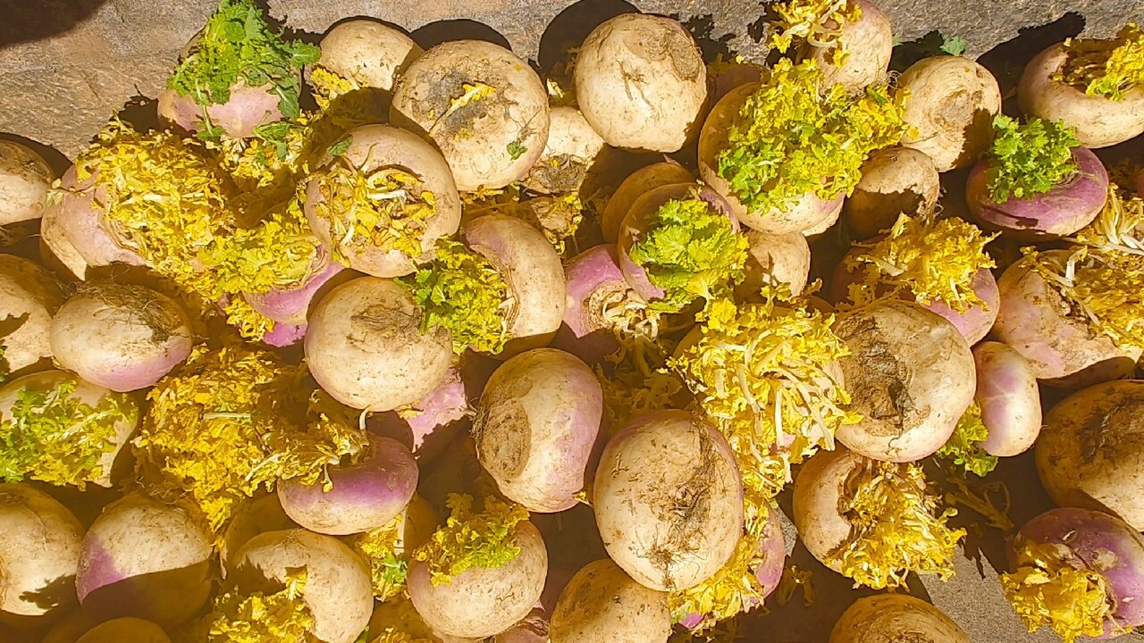 蔓菁菜啊 每次回家最爱带的就这菜了.