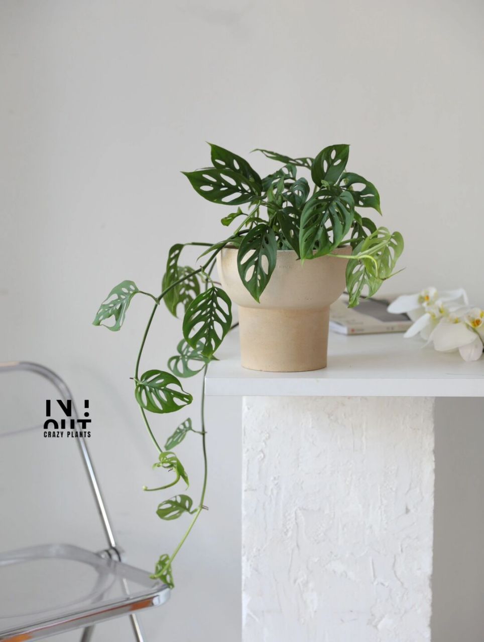 米歇尔仙洞龟背竹 耐阴好养,连植物小白都能轻松养好的一款爬藤植物