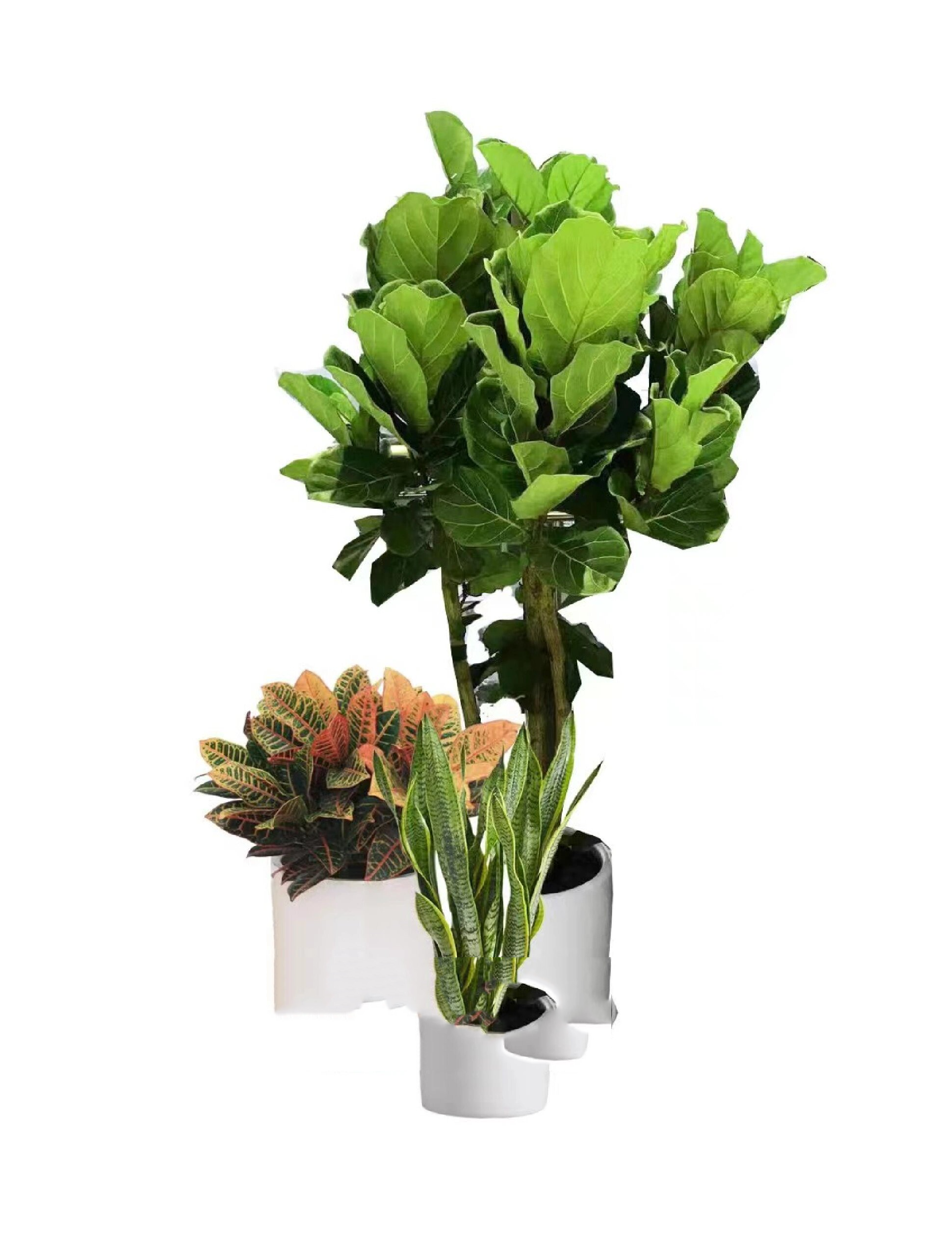 网红植物推荐Ⅰ琴叶榕介绍 琴叶榕养护方法 1,充足光照 琴叶榕是一种