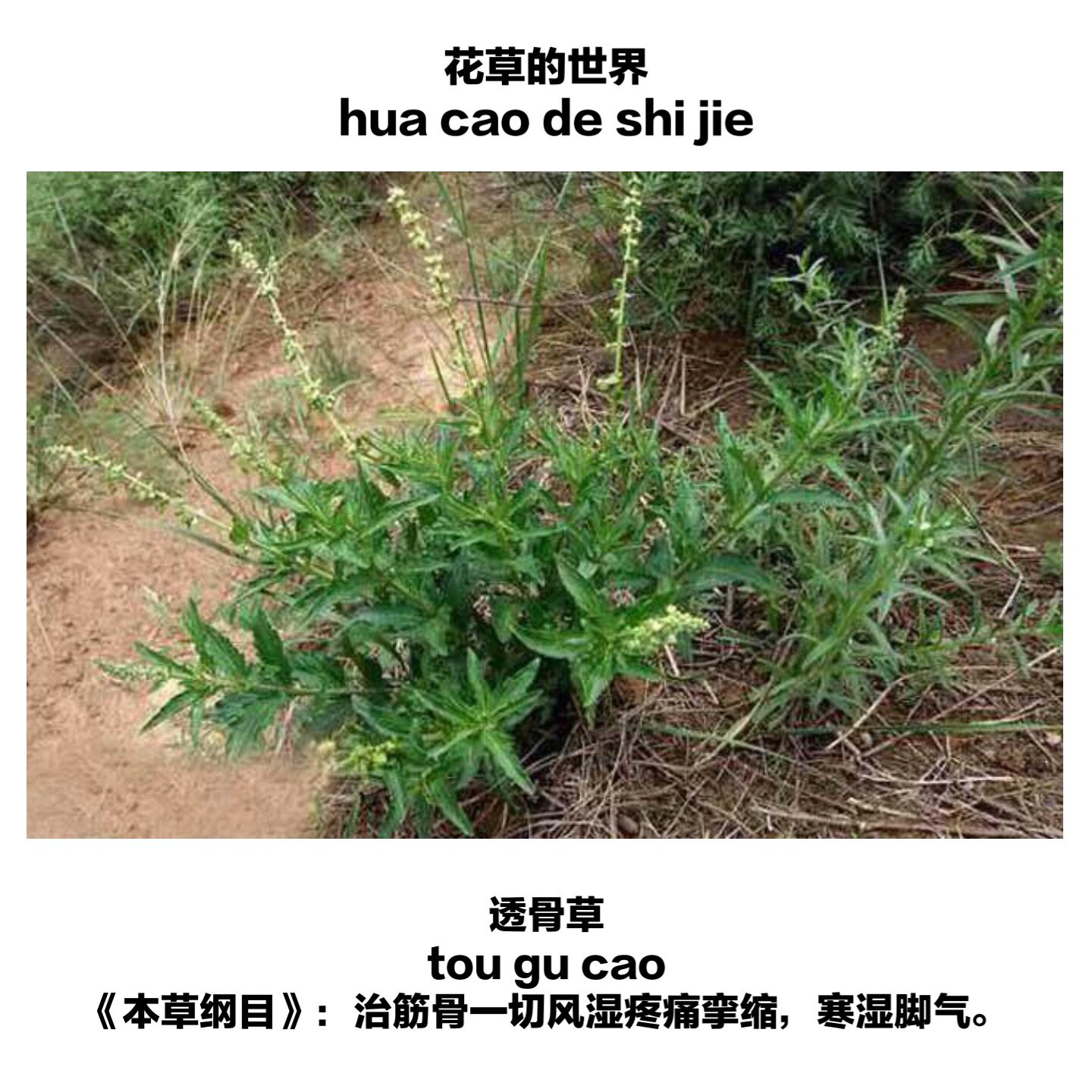 乡间无杂草 发现就是宝——透骨草 94别名:珍珠透骨草,药曲草,粘人