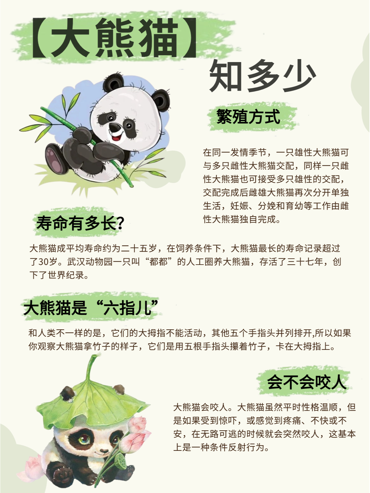【动物科普】顶流大明星——国宝熊猫94 94熊猫是我国一级重点