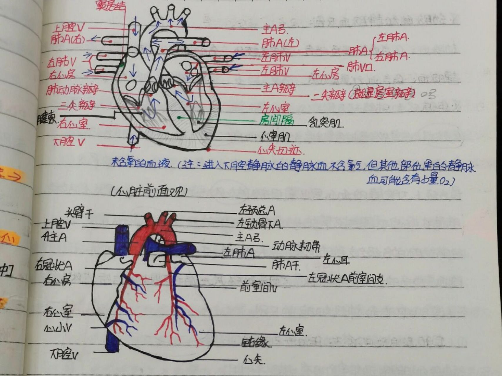 心脏解剖图手绘教程图片