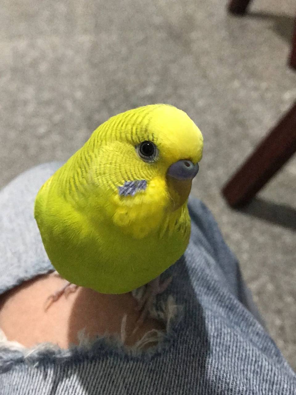 黄色虎皮鹦鹉 每天都是可可爱爱,小帅锅一枚99