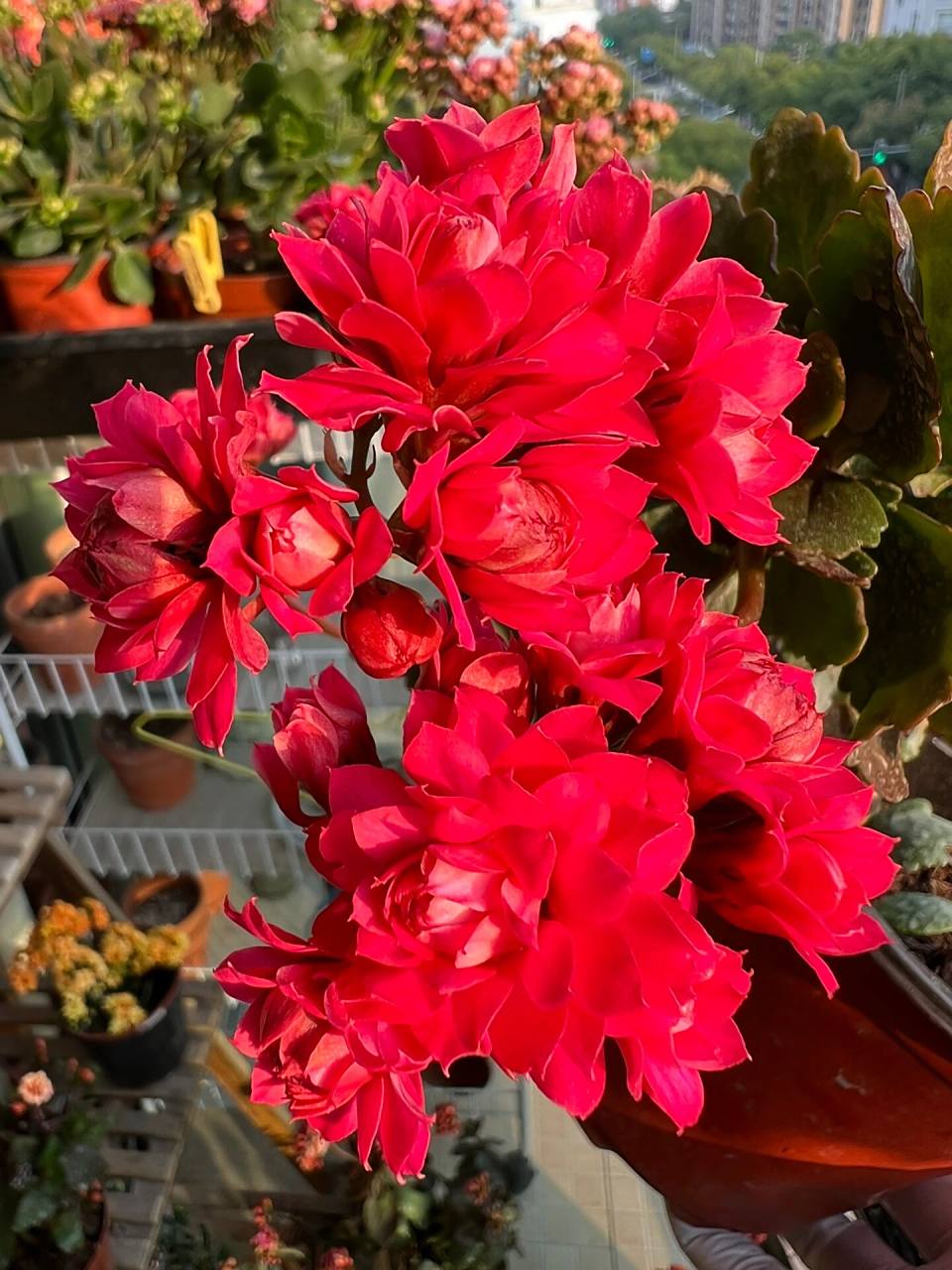 长寿花——柯尔斯顿 一年多后长成奇形怪状的柯尔斯顿