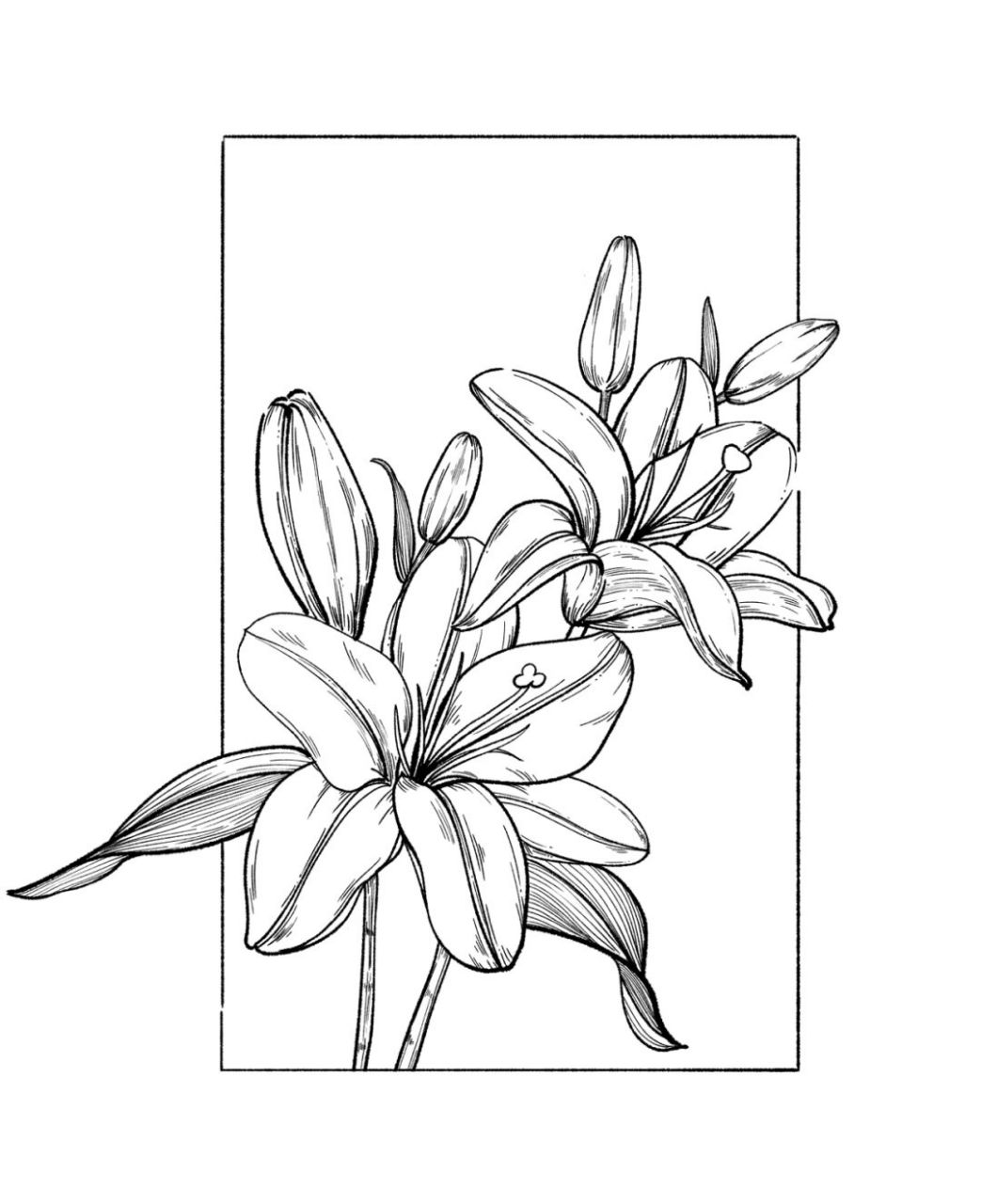 坚持100张线稿练习/38|百合花|附过程图 再忙也要画画吖95.