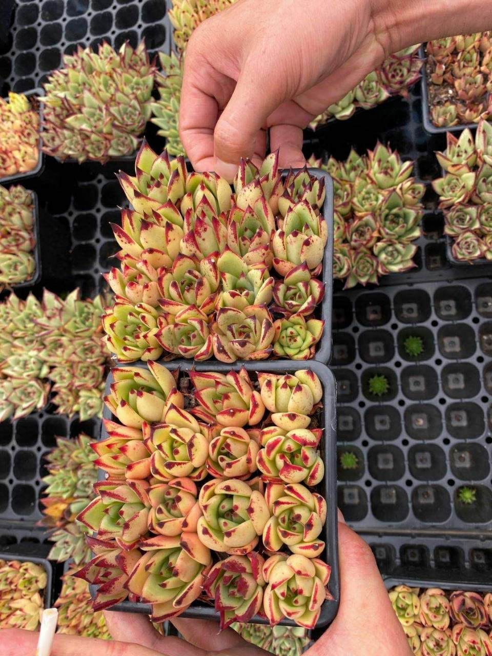 加州黄皮乌木 喜欢吗,赞一个 #多肉