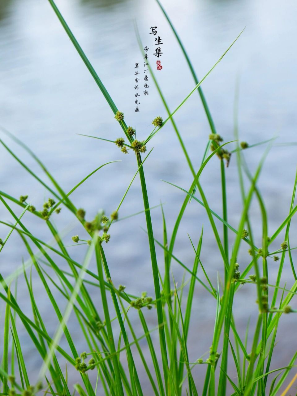 莎草江汀漫晚潮 翠华香扑水光遥.