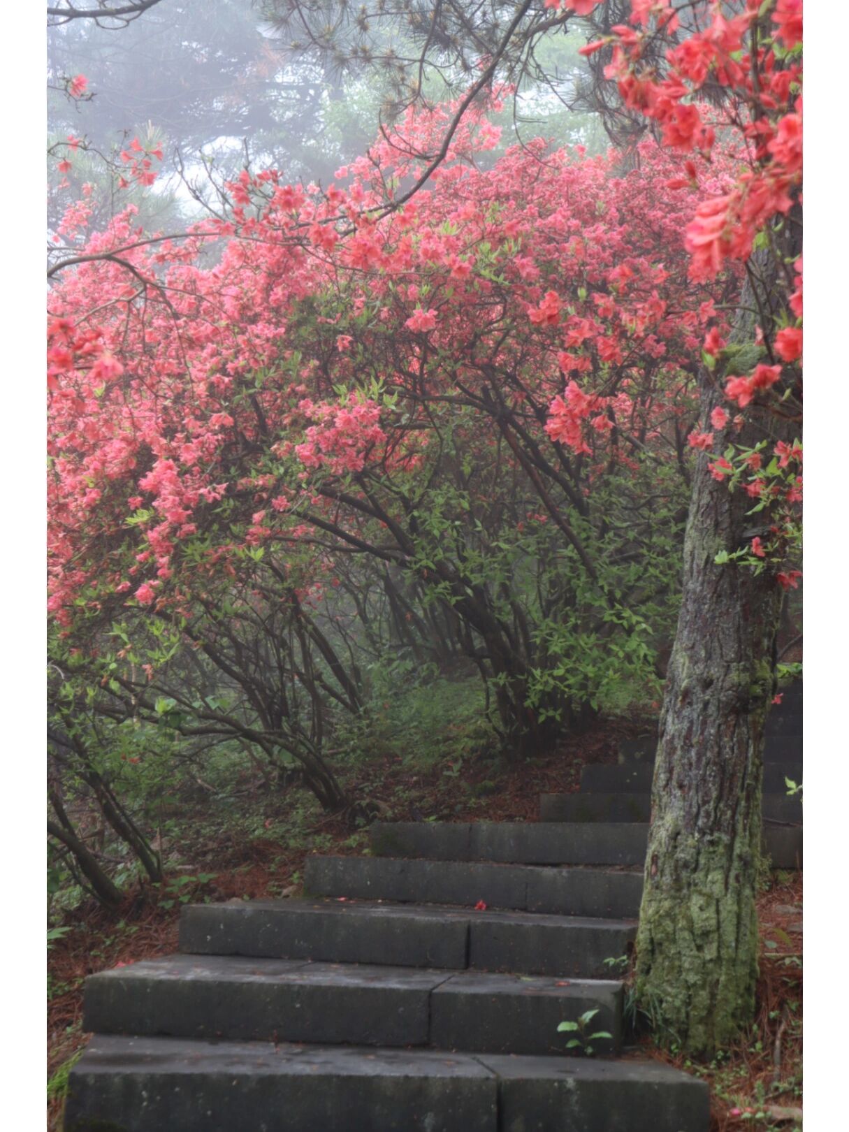 金华磐安|杜鹃花盛开