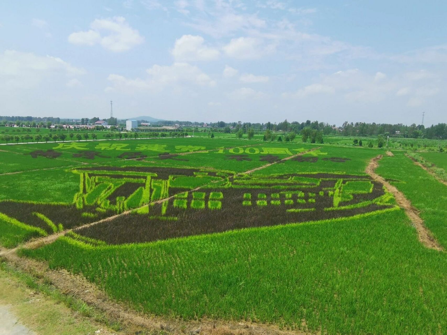 可爱的稻田艺术公园 网红打卡地__确山县留庄稻田公园2021剪影