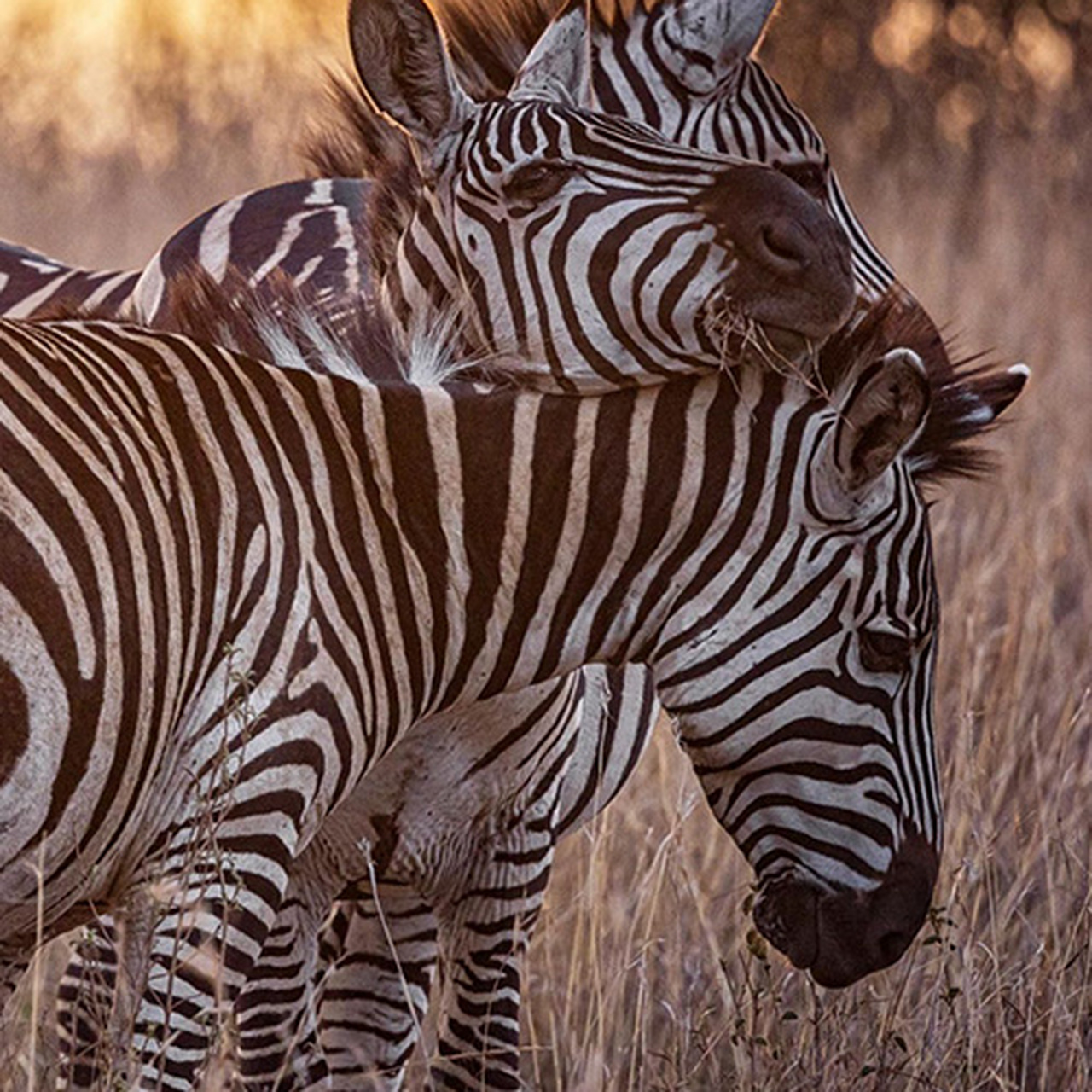 动物奇趣# #摄影#   (via.ins.ladzinski)