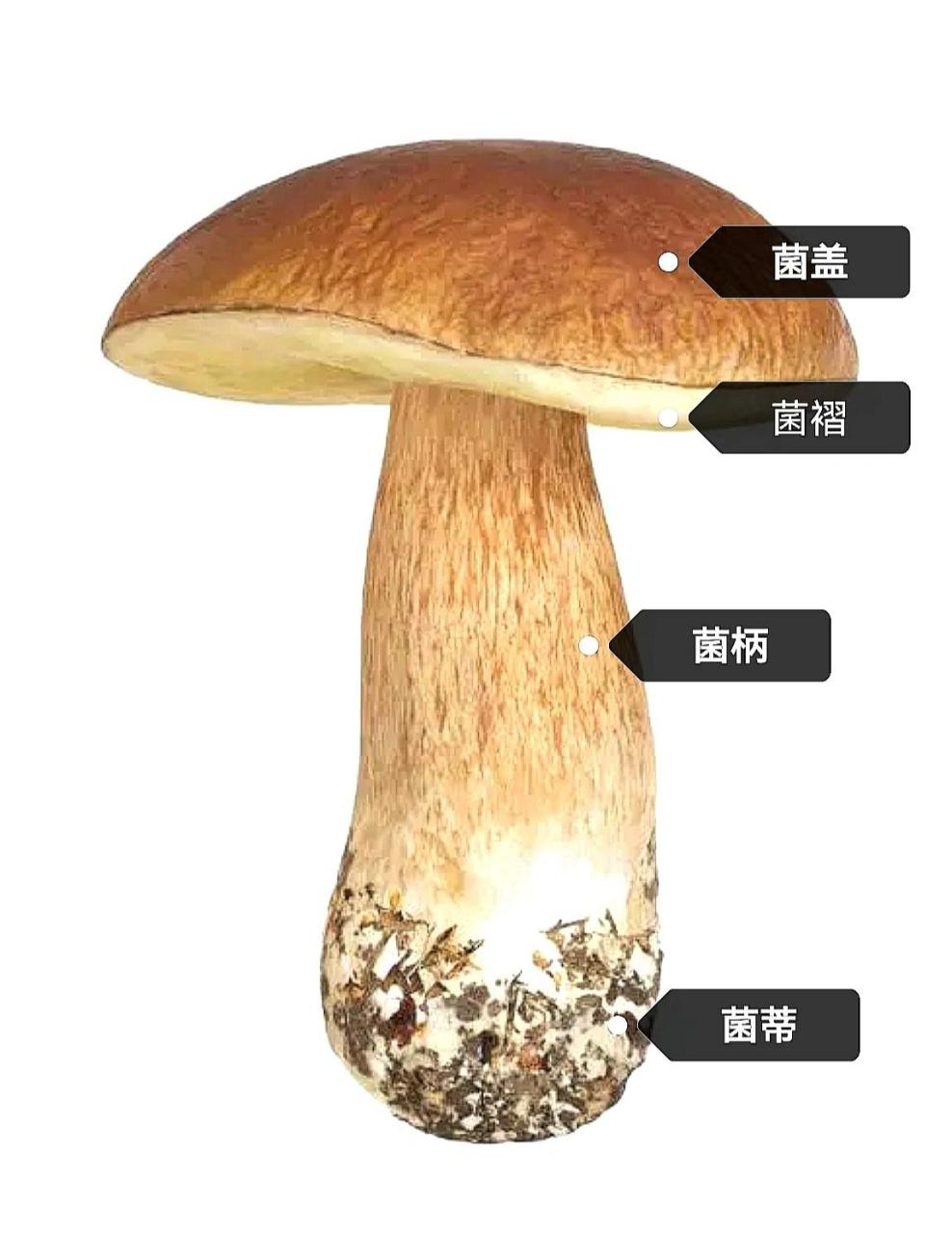 蘑菇的构造 蘑菇是一种营养丰富的食材,内含多种微量元素和膳食纤维