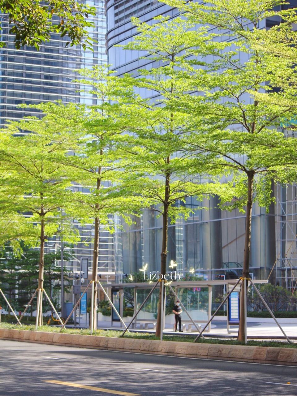 春天的痕迹,是街头嫩绿的小叶榄仁树 深圳街上很多小叶榄仁树,春天都