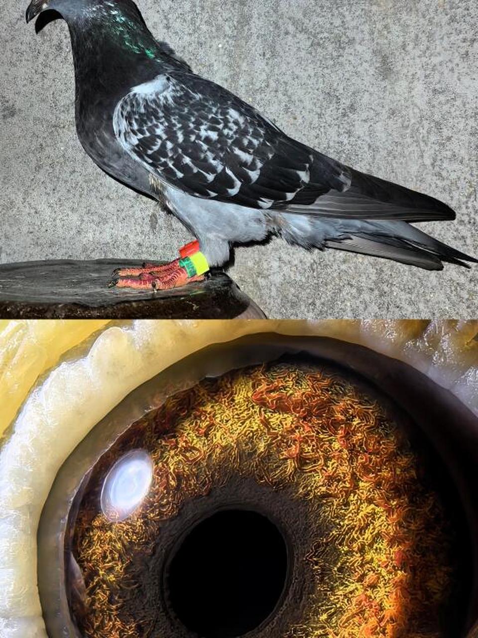 枭鹰系国血超远程赛鸽#超远程老国血鸽子# #黑皮矮脚李鸟