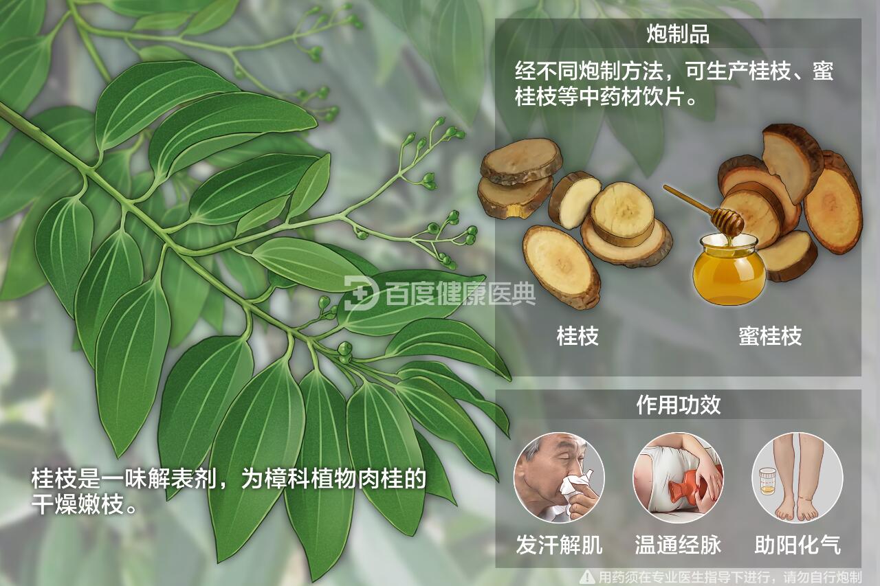 每天认识一味中草药【桂枝】 桂枝是一味解表药,为樟科植物肉桂的干燥