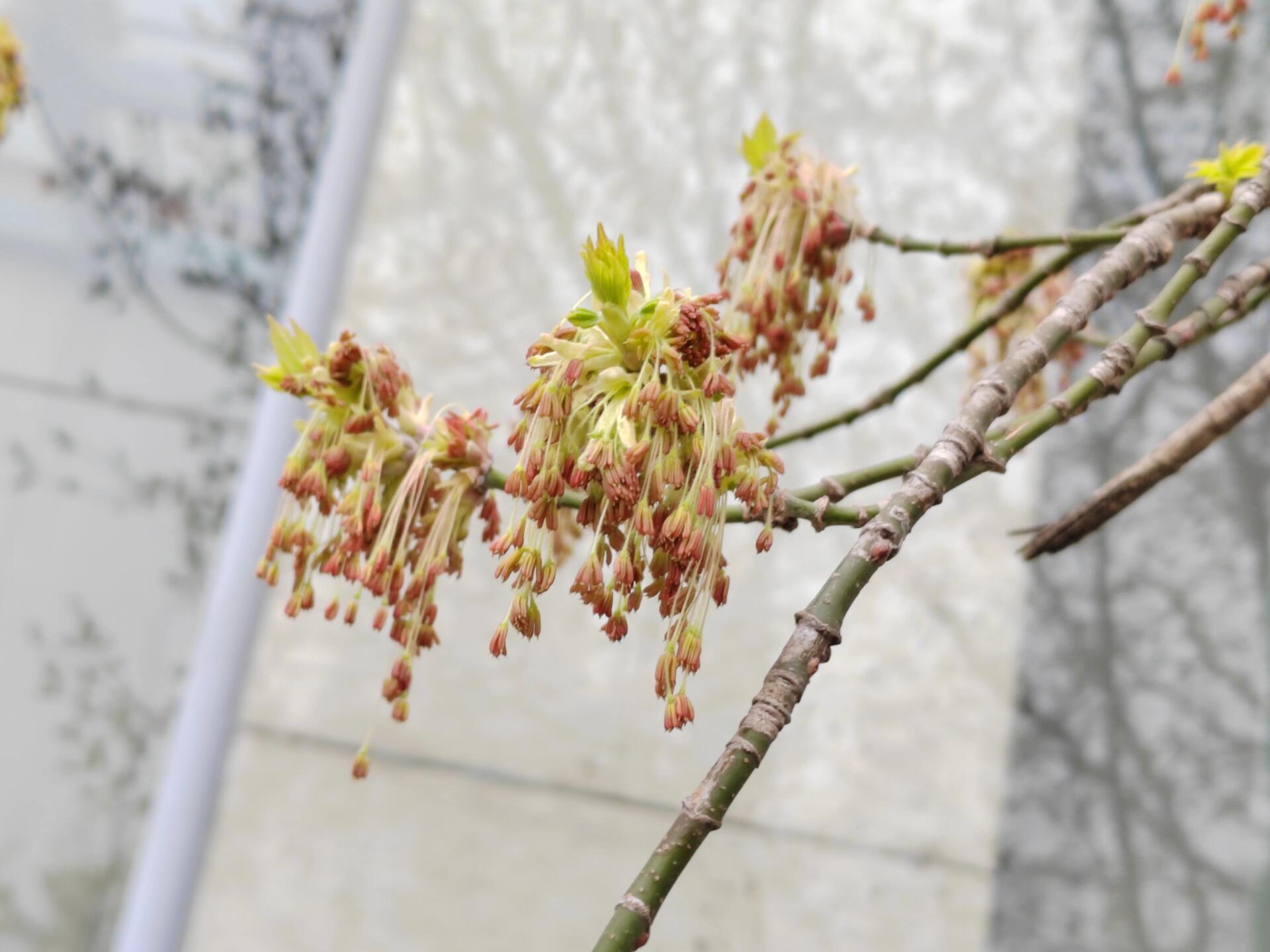 每日一花(复叶槭) 复叶槭(梣叶槭) 你见过这种奇特的小花吗?