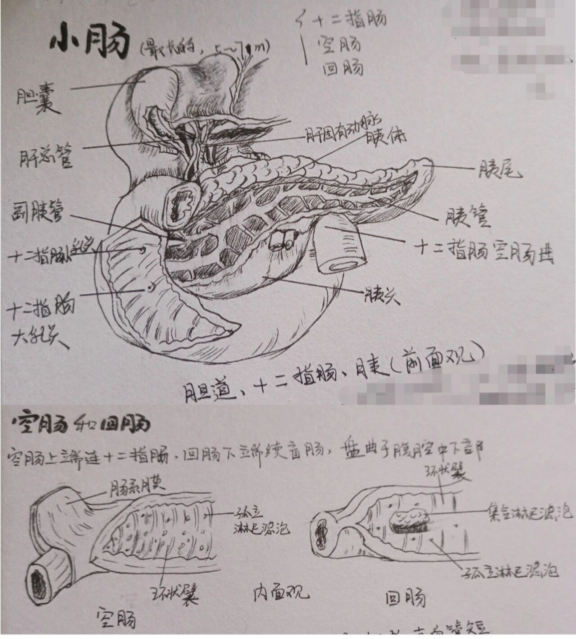 小肠绒毛结构图手画图片