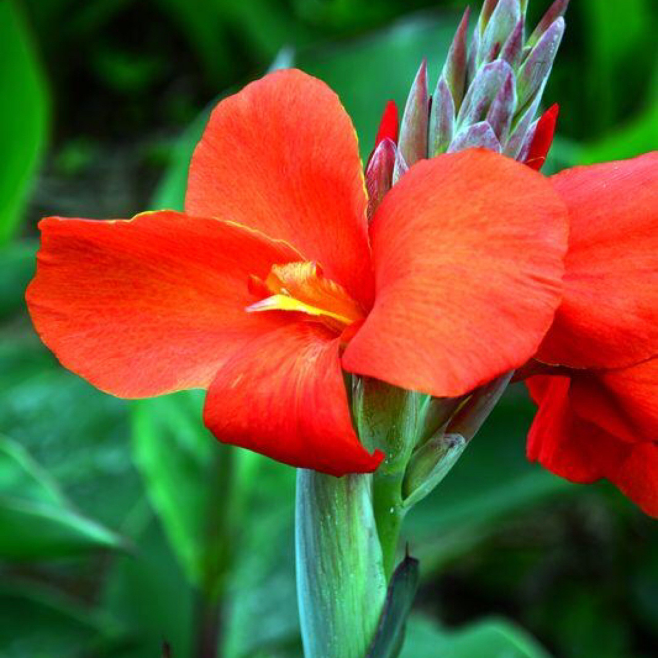 每日一花|美人蕉 美人蕉:多年生草本植物,高可达1.5米,地上枝丛生.