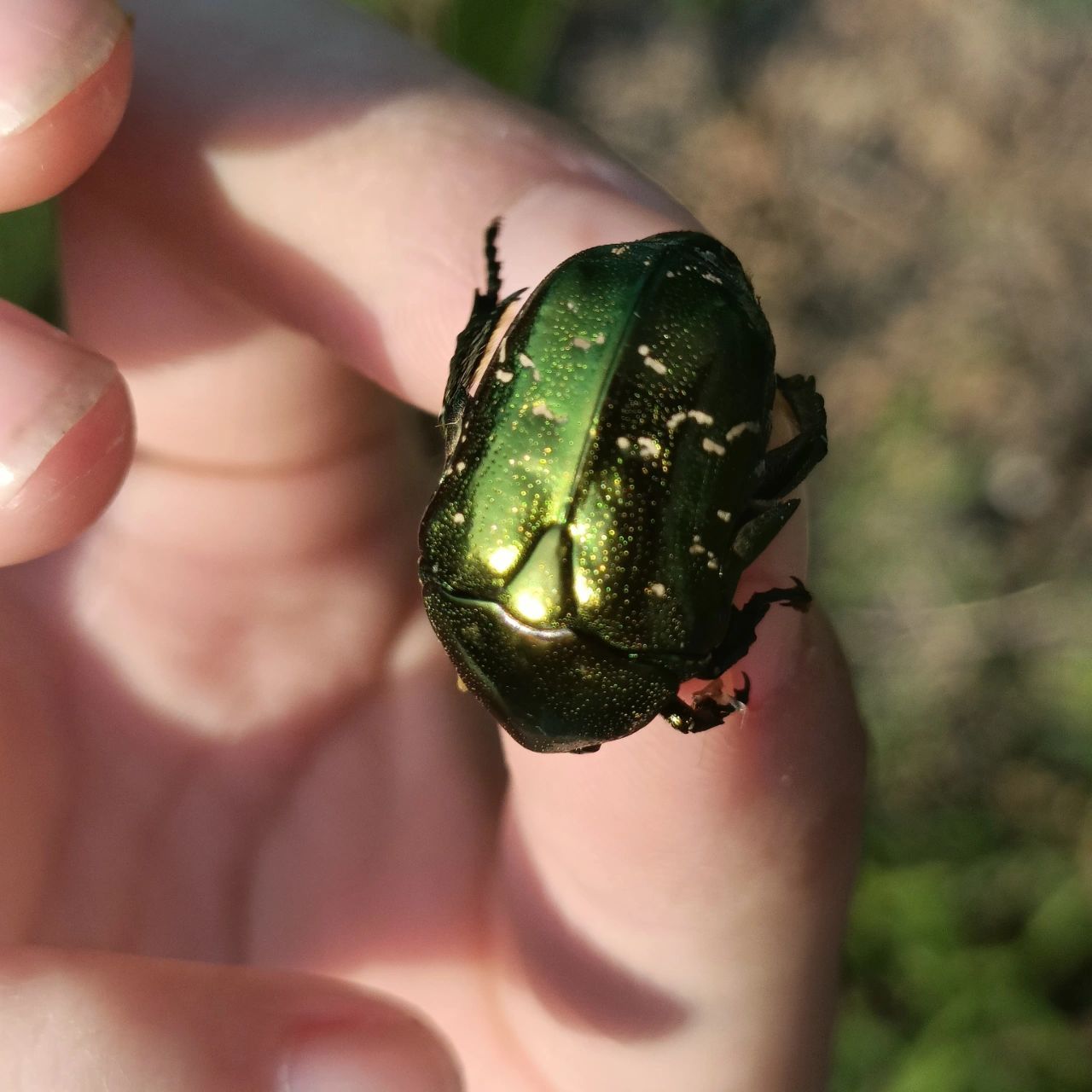 一颗无花果的魅力——星花金龟