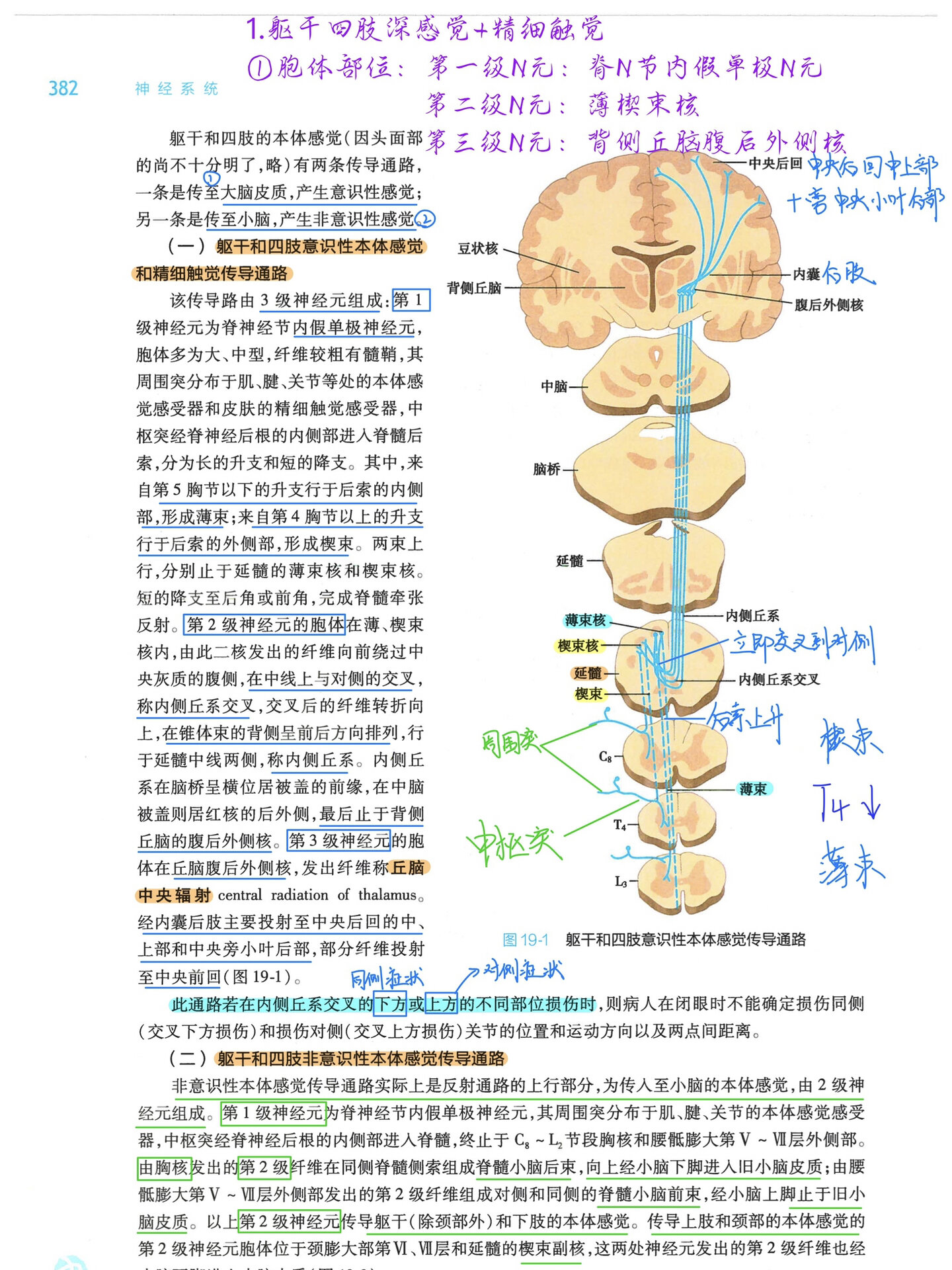 深感觉传导通路图片