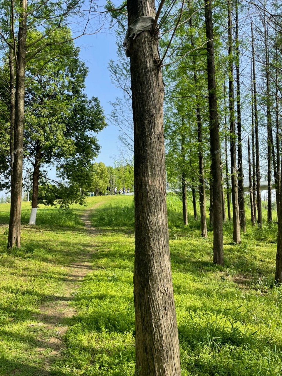 巴溪洲,一个超级原生态的地方～ 位置在湘江新区大王山 植被覆盖率