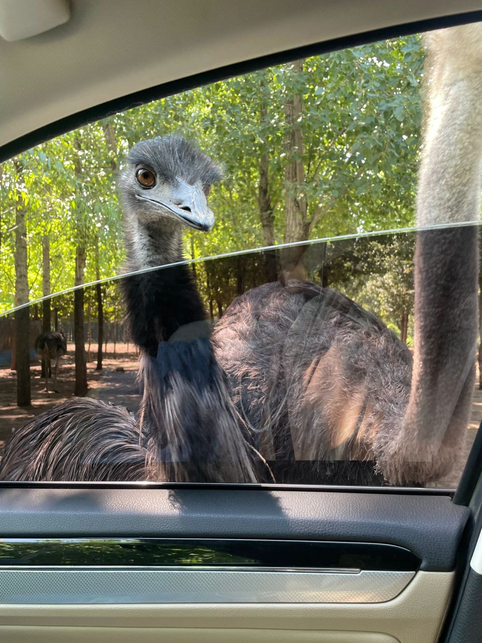 记衡水野生动物园一日游9090 早上七点半左右从石家庄出发,中间路
