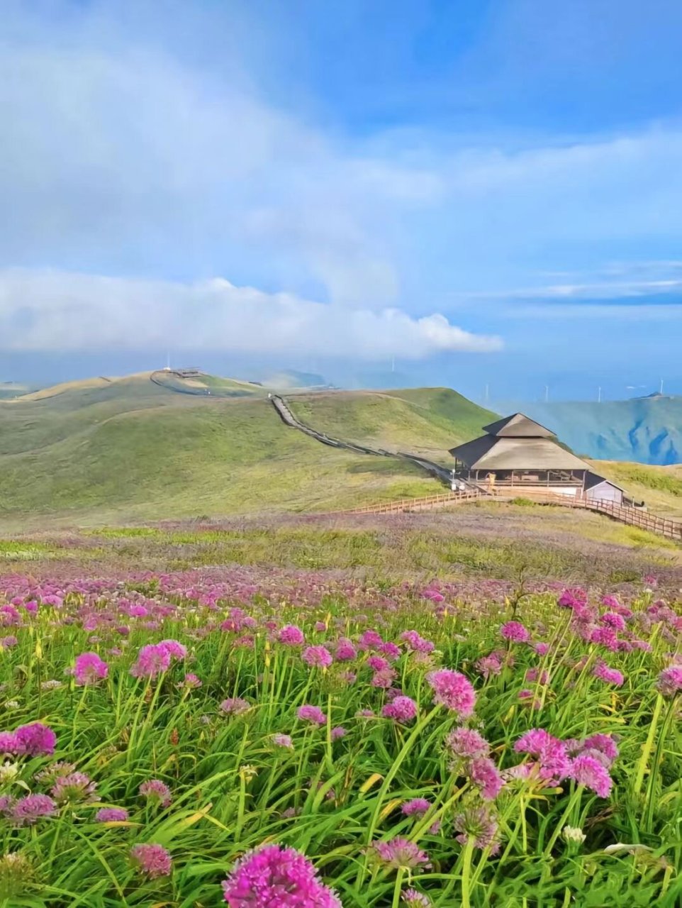 贵州旅游攻略|韭菜坪 在贵州屋脊毕节阿西里西 今年10w亩韭菜花海已