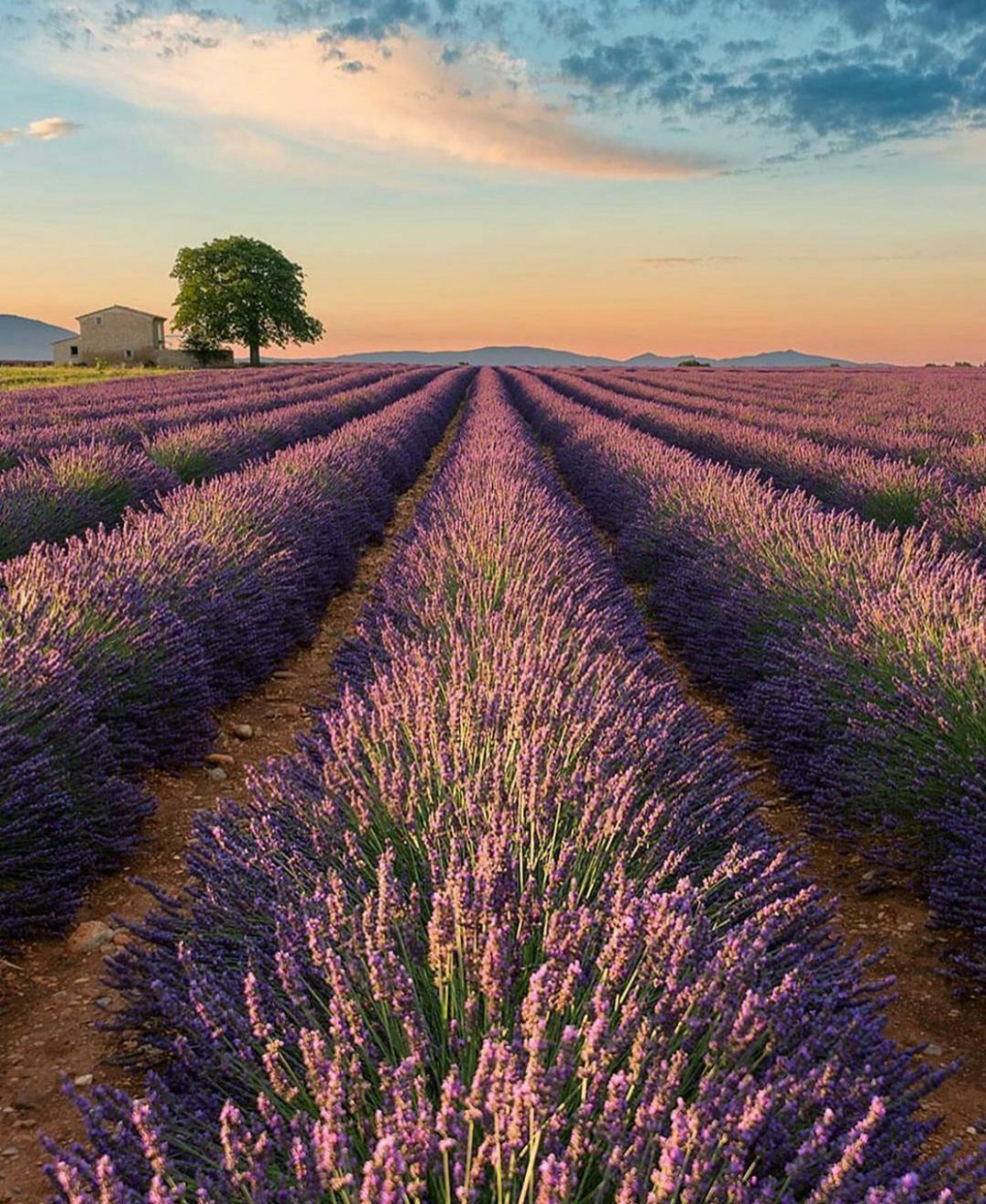 码住6015 很多小伙伴问我,第一次去法国普罗旺斯看薰衣草到底要