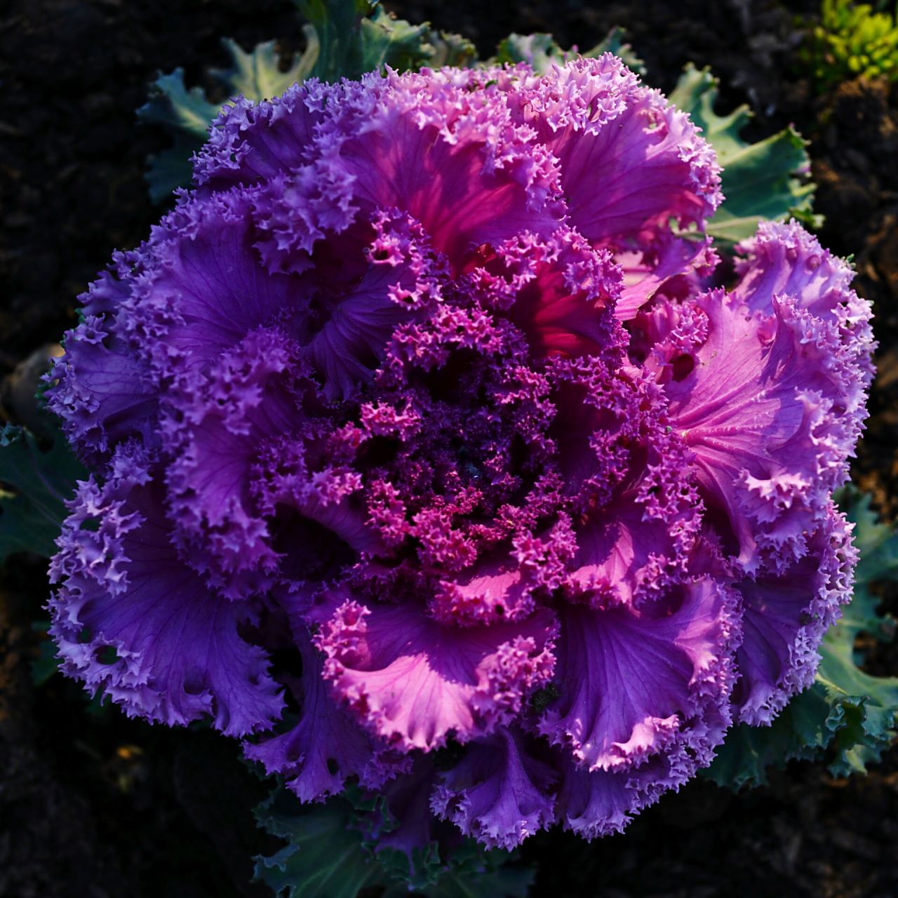 羽衣甘蓝|花叶牡丹 羽衣甘蓝,别名:野牡丹,牡丹菜,十字花科芸苔属二年