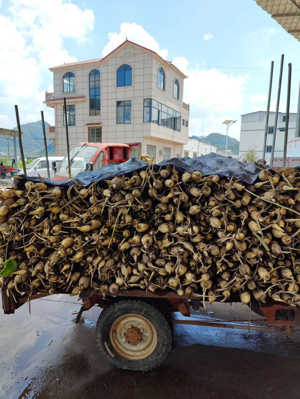 柳江莲藕正当季 中国莲藕看柳江, 67柳江莲藕看百朋, 67百朋莲藕