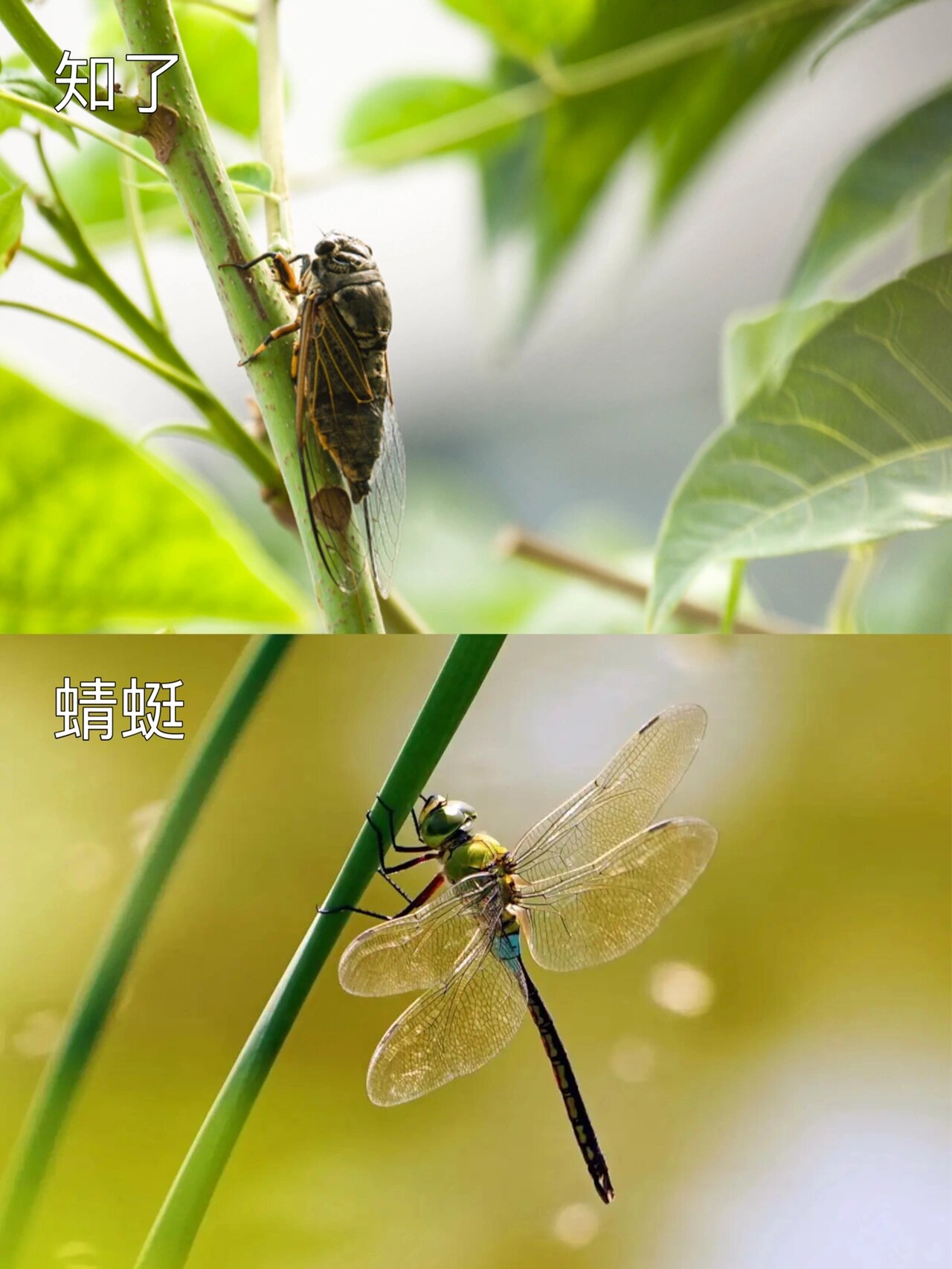 孩子们的暑假已悄悄过半 玩水,捉知了,吃西瓜,夜观昆虫… 夏天该做的