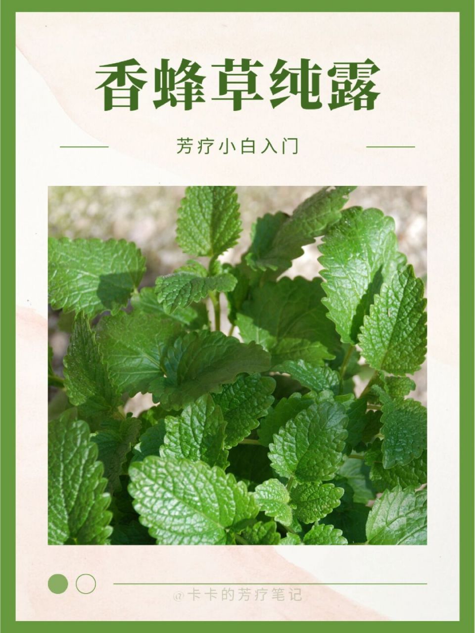 香蜂草纯露,帮助消化预防感冒!