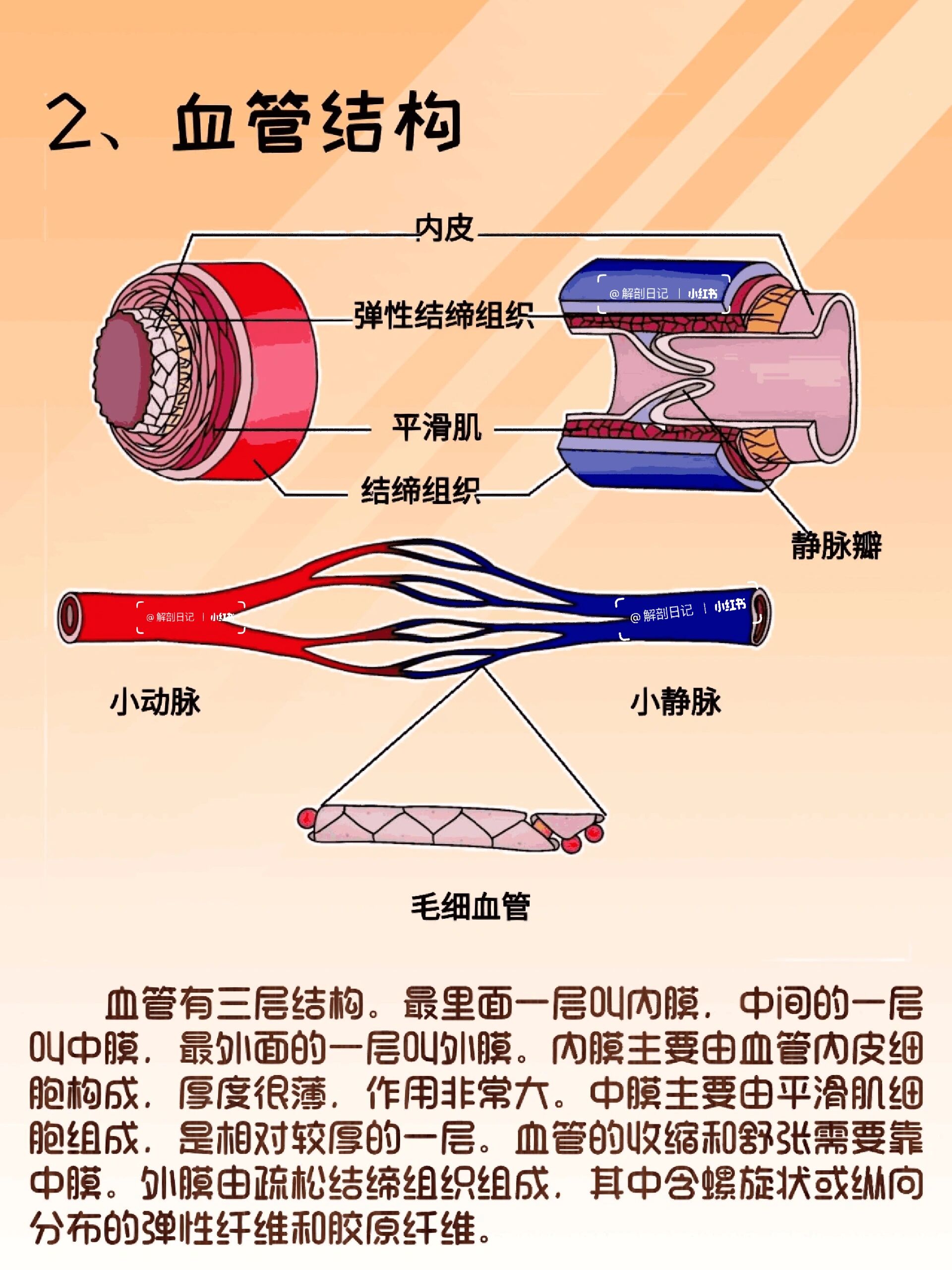 血管的三层结构图片