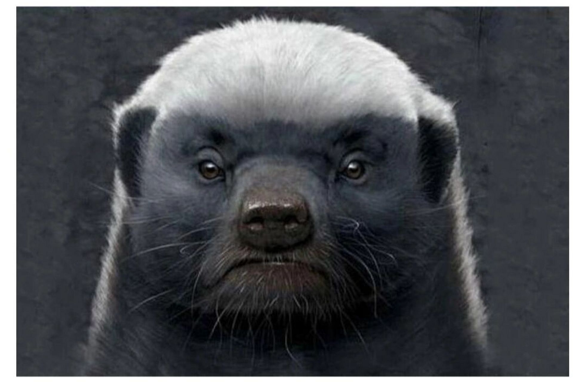 平头哥大名蜜獾你会读吗?