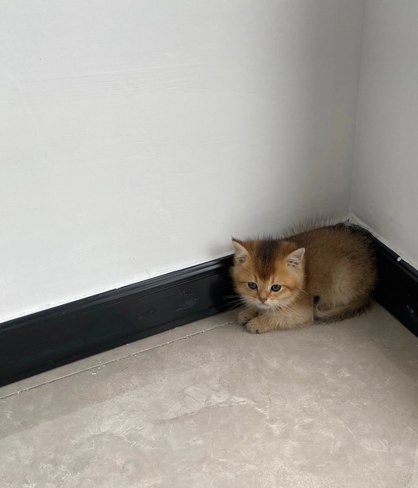 两个月的金渐层 刚到新家躲在角落里瑟瑟发抖 人生第一次当猫妈啥都不