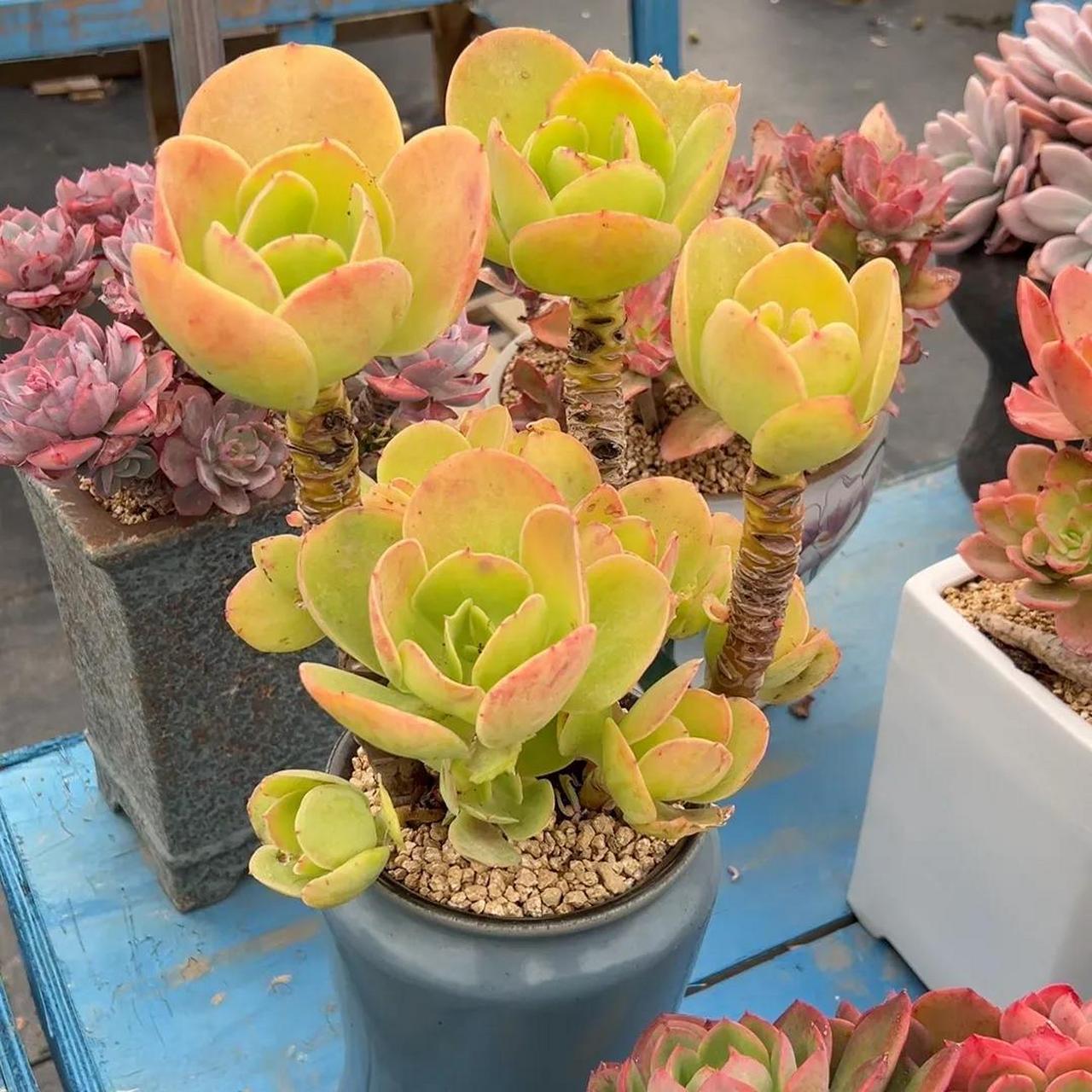 每日多肉分享 柠檬卷 金辉 少女之梦