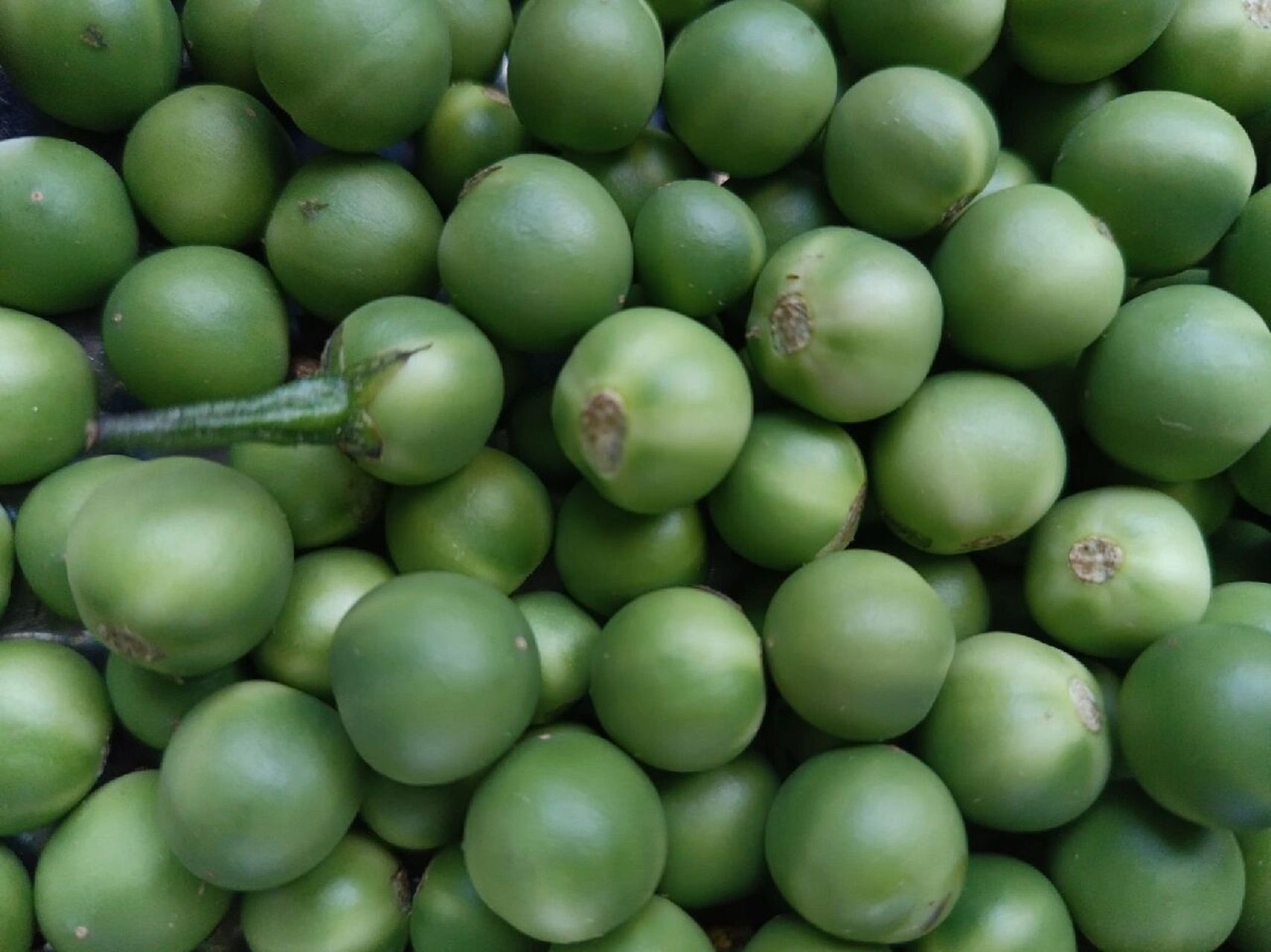 方言叫苦子果,刚吃了舂苦子果