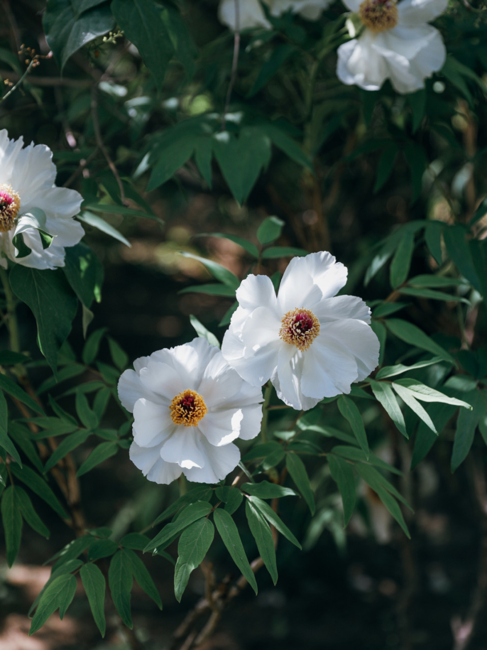 奥森|油牡丹 奥森油牡丹和绣球基本同个时期,这边排队,另一边稳人