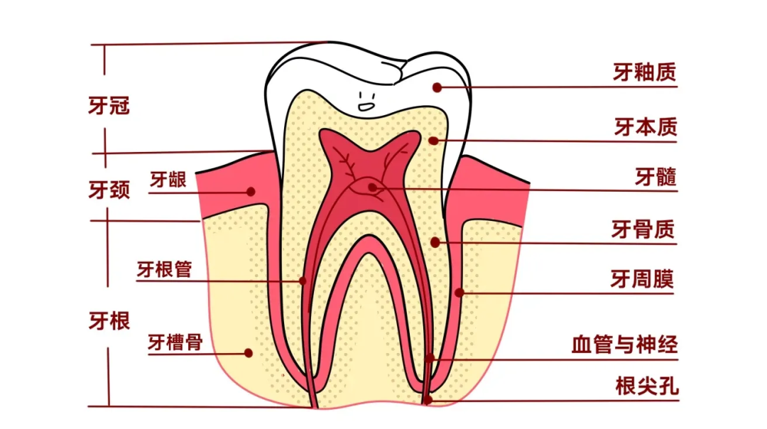 成人牙齿名称图片图片