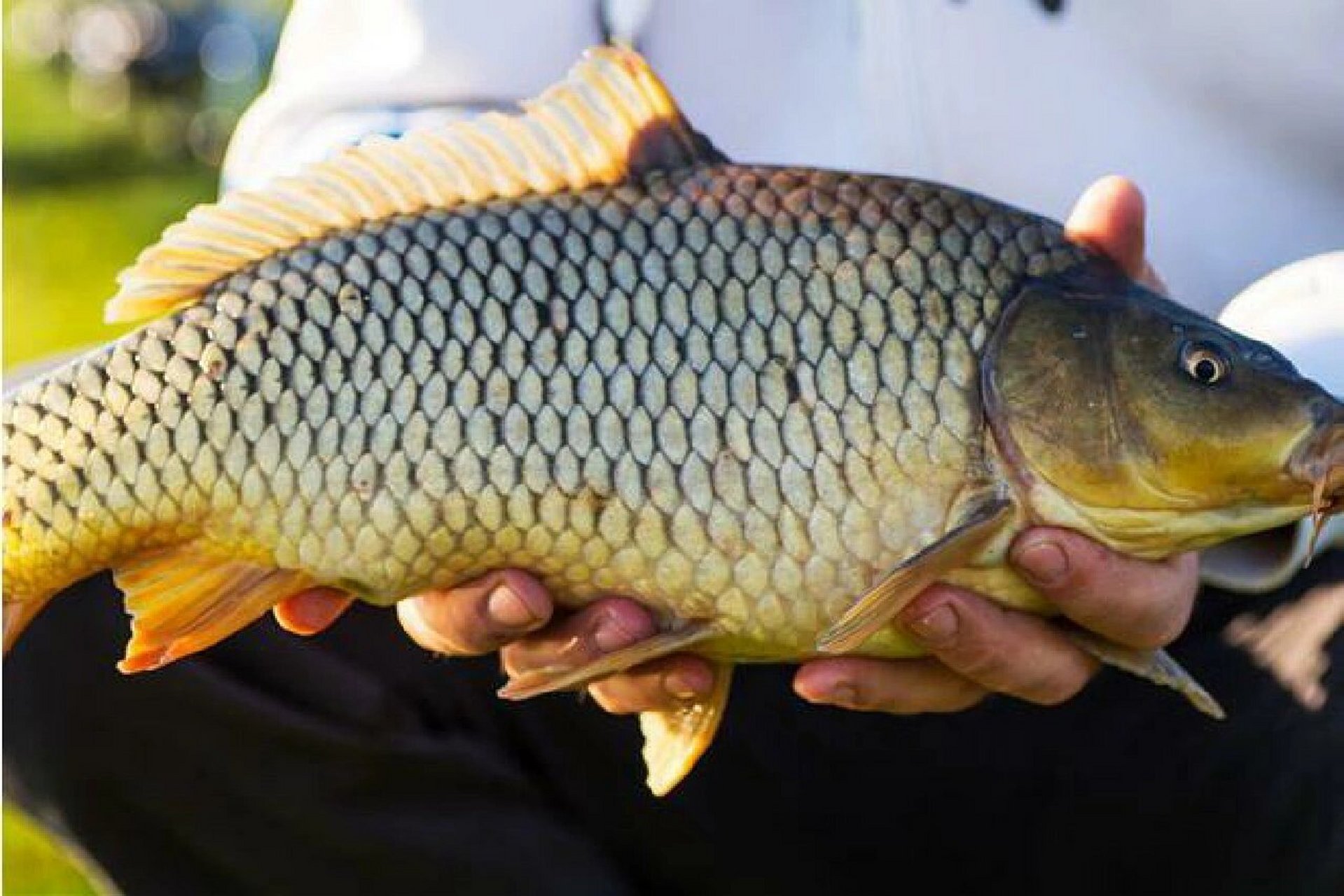 河南特产97黄河大鲤鱼 黄河鲤鱼是农产品地理标志产品,是河南省郑州