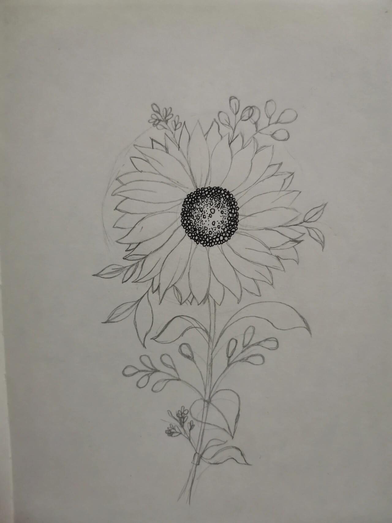 原来向日葵花卉黑白画可以这么好看 今天这一副是根据三副不同的画