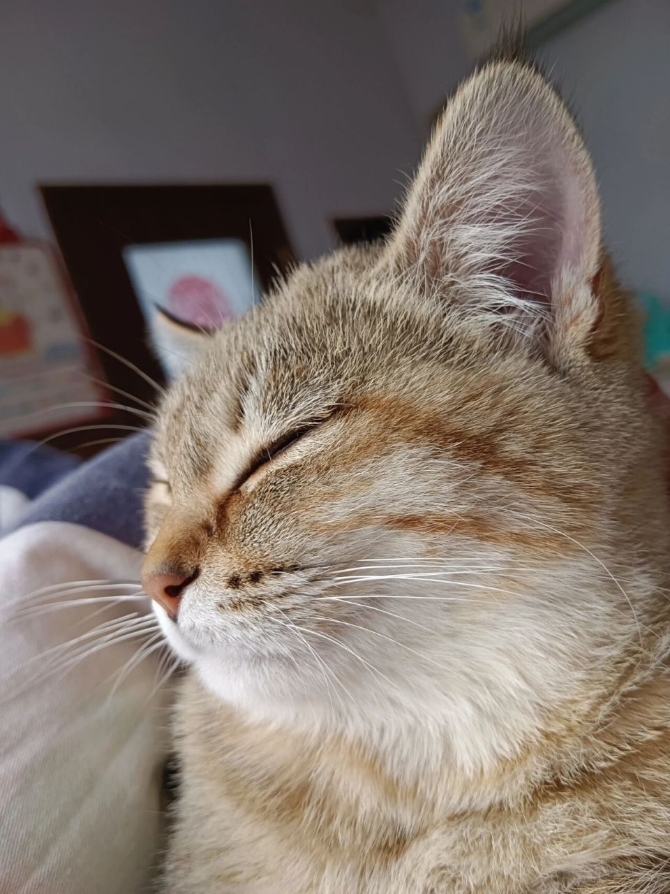 小母猫 金渐层 狸花猫 串串猫 反正不管你是啥品种,都是我的心头宝.