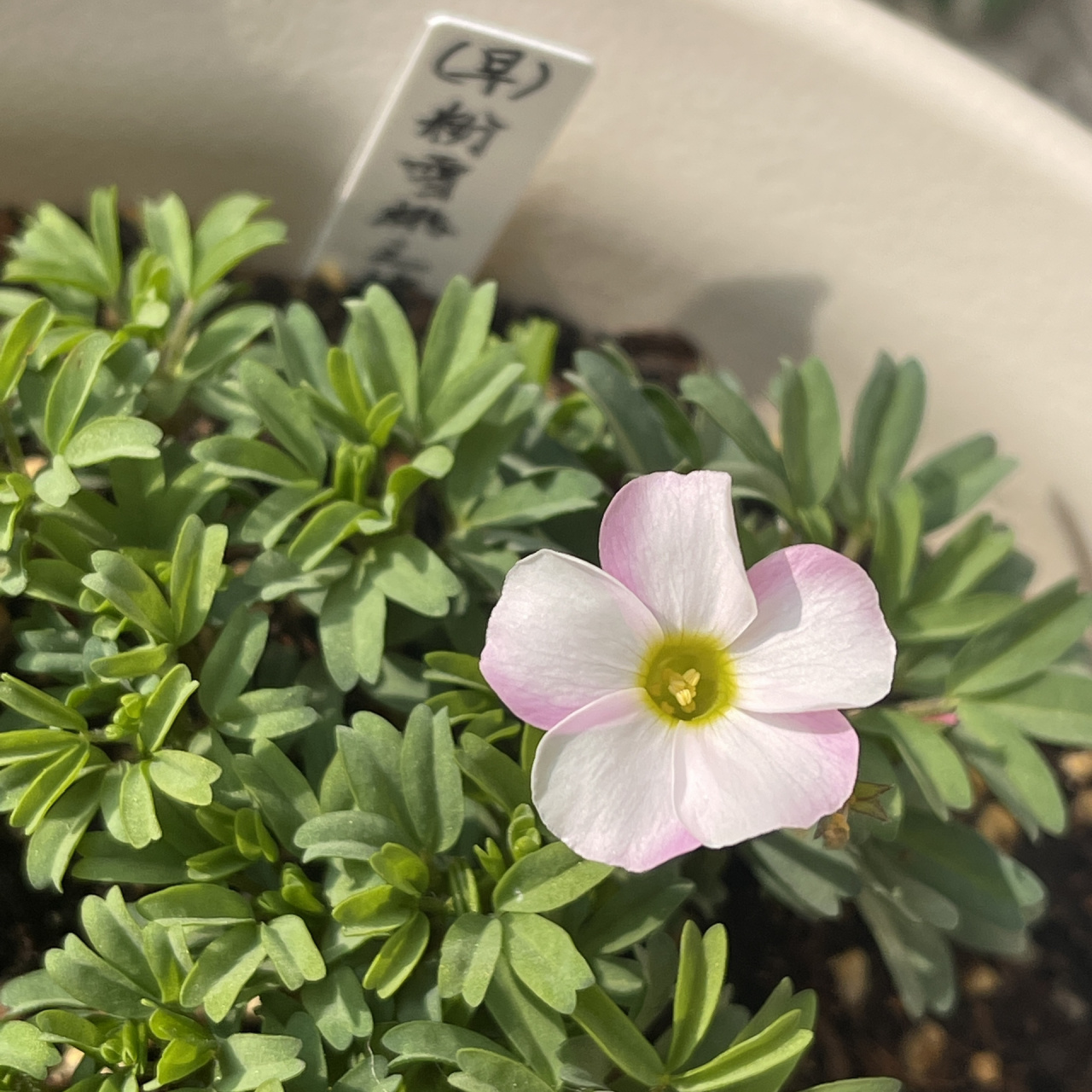 早花酢/粉白桃之辉,粉雪桃之辉,水彩桃之 发现了花届规律,越好看的越