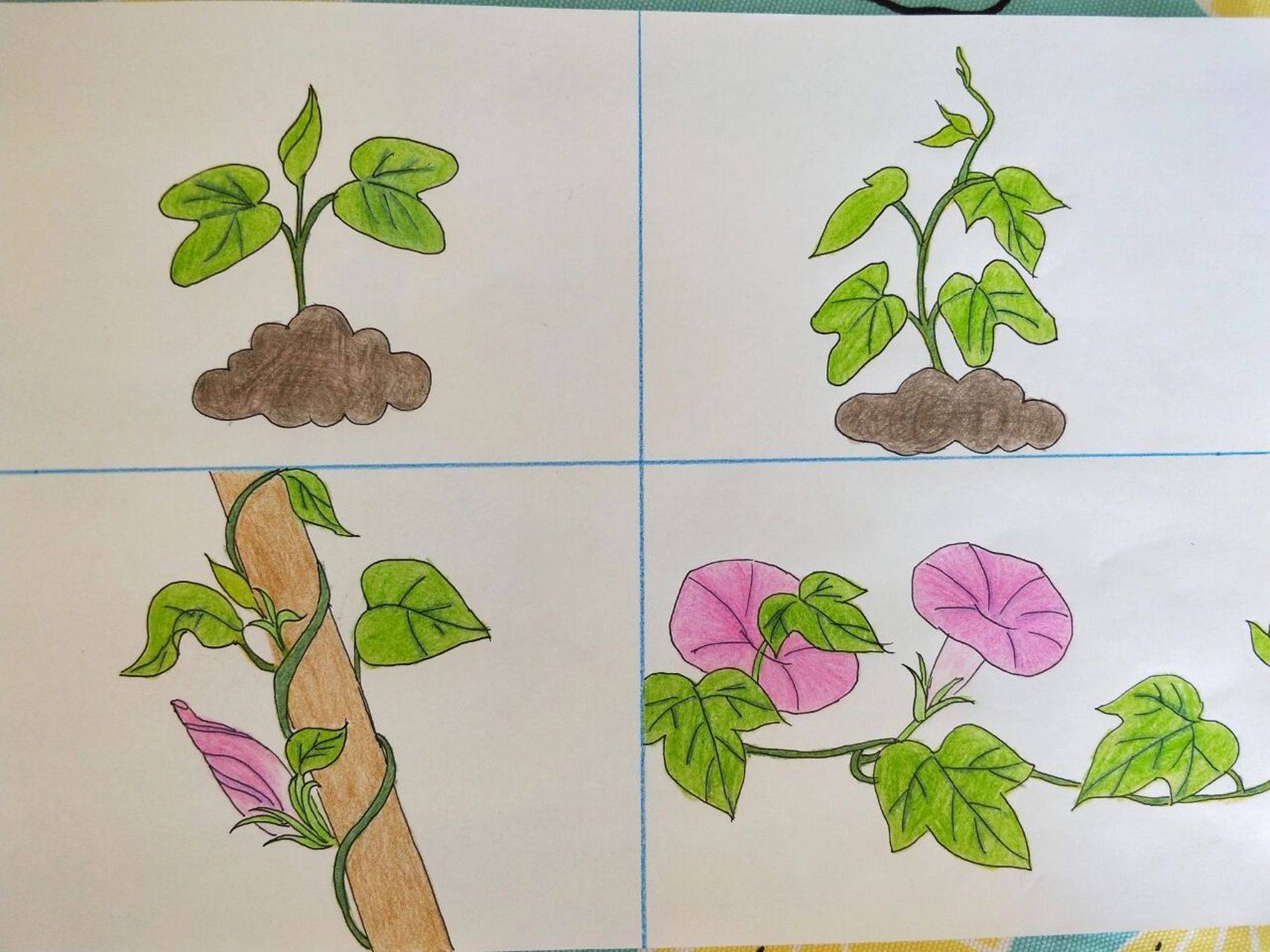 植物生长过程手绘.