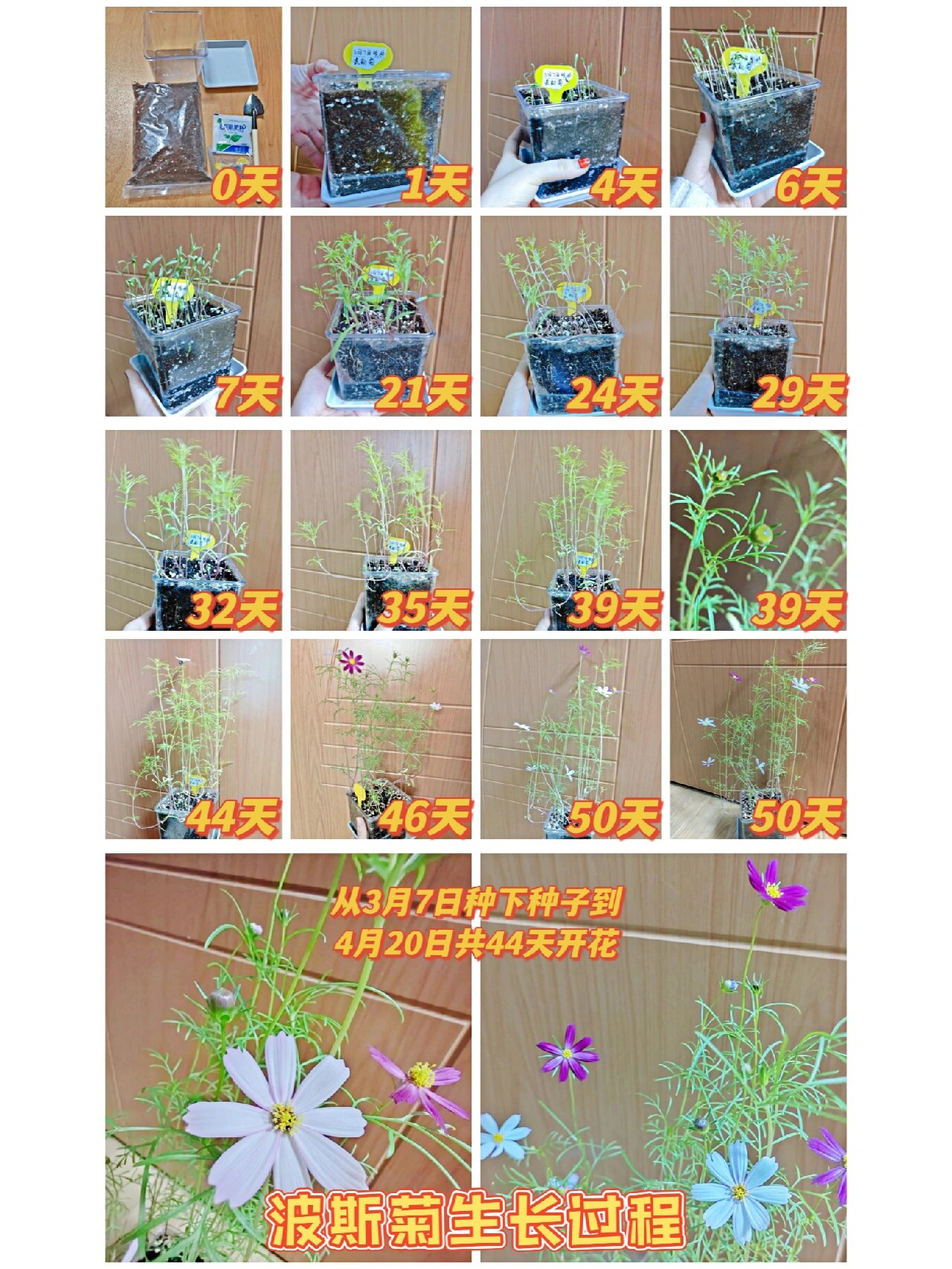 宝贝种的波斯菊生长过程